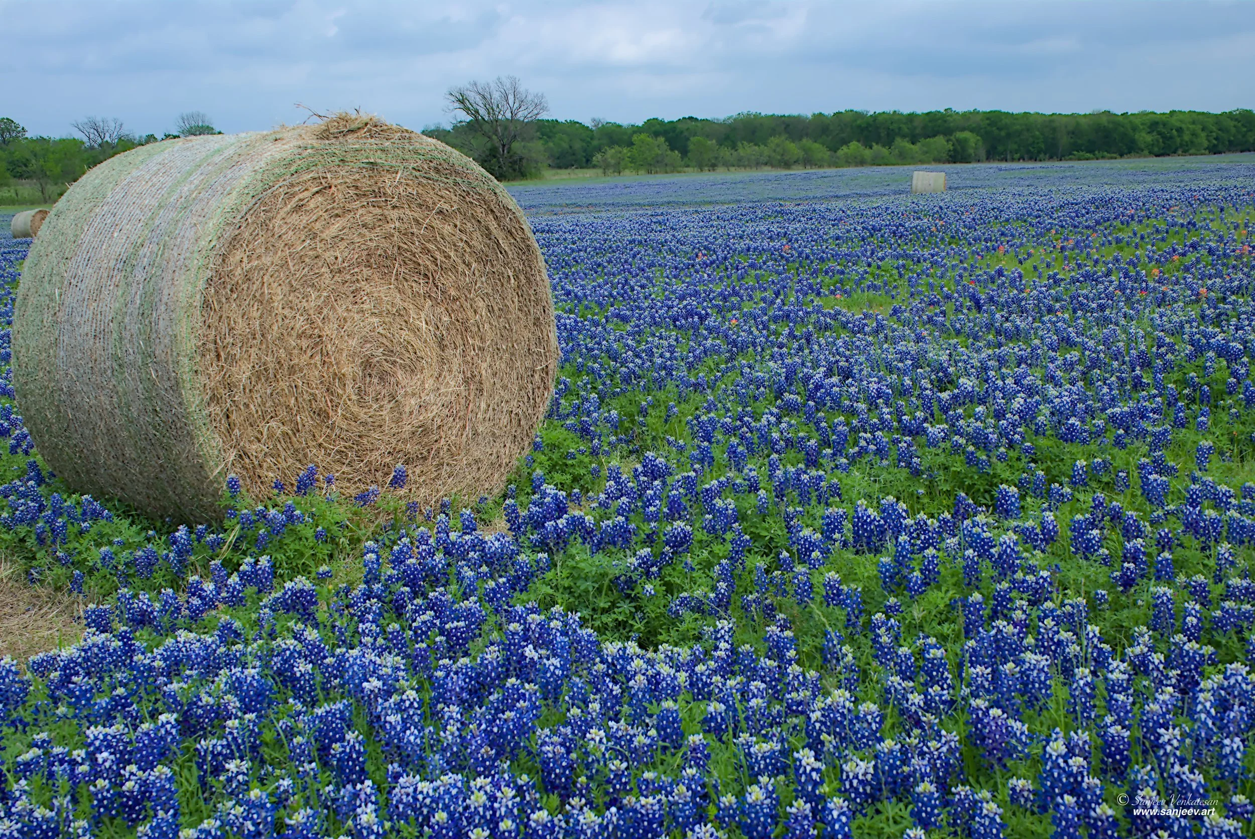 Blue FIeld Hay Ball HORIZON.jpg