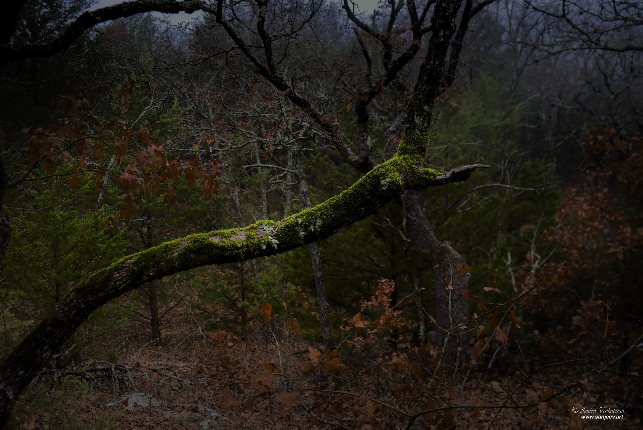 Leaning tree Moss.jpg