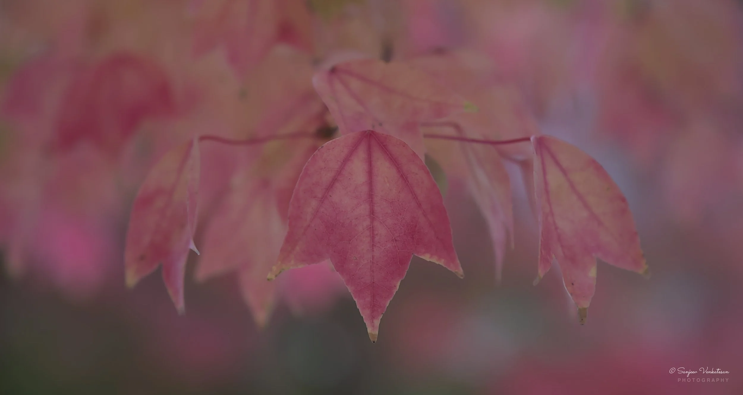 Pink Leaves 1.jpg