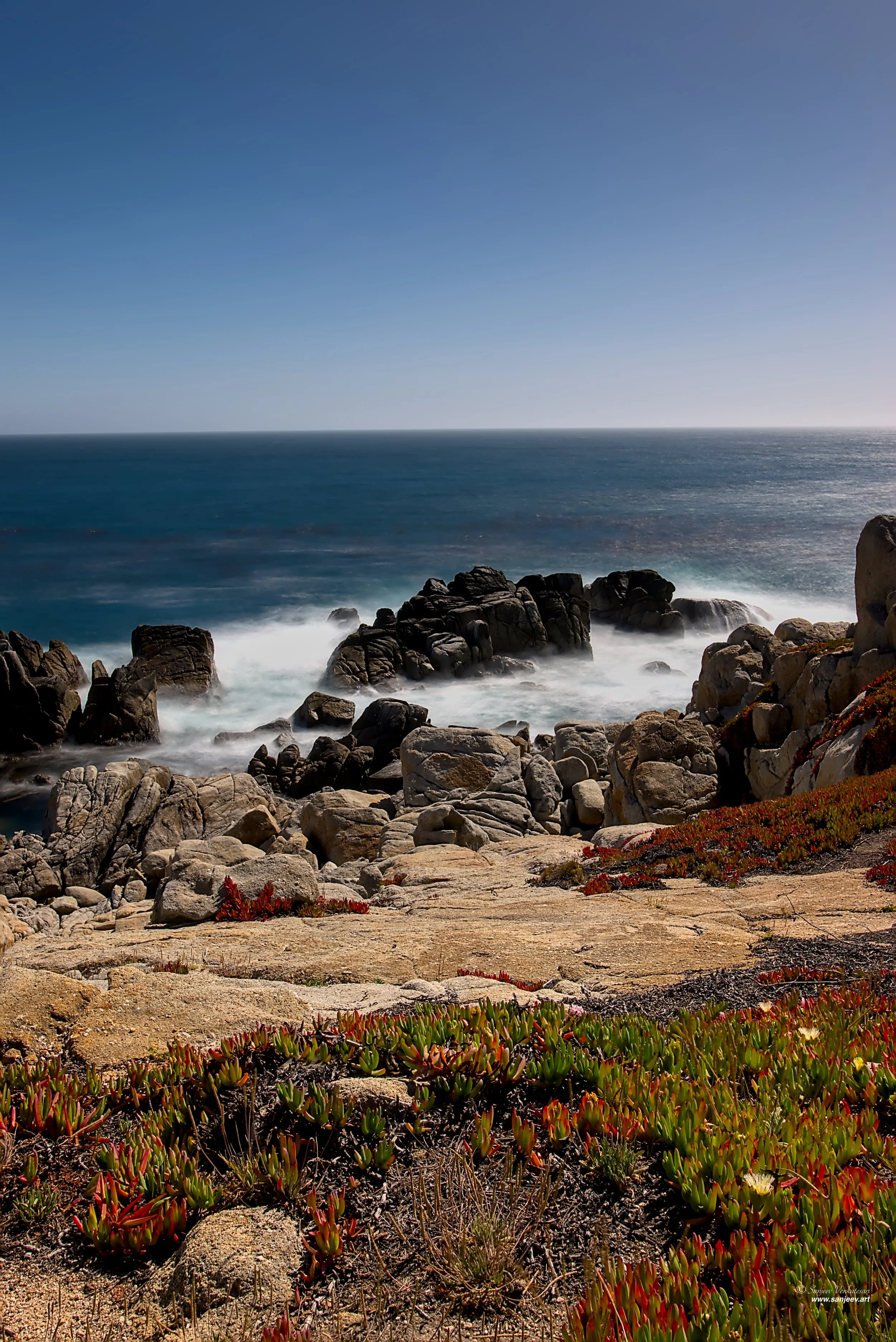 Rock Fern 2 HORIZON.jpg