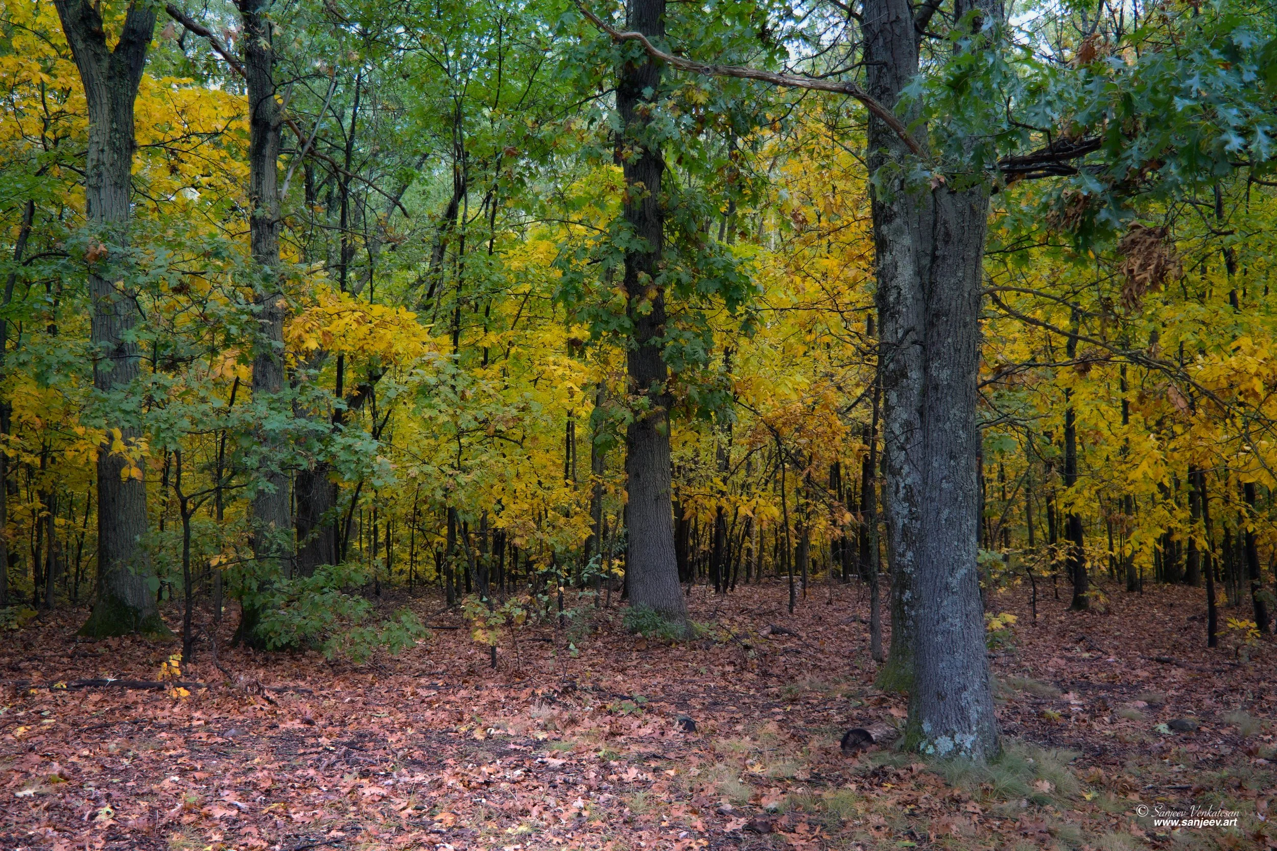 Woods 1.jpg