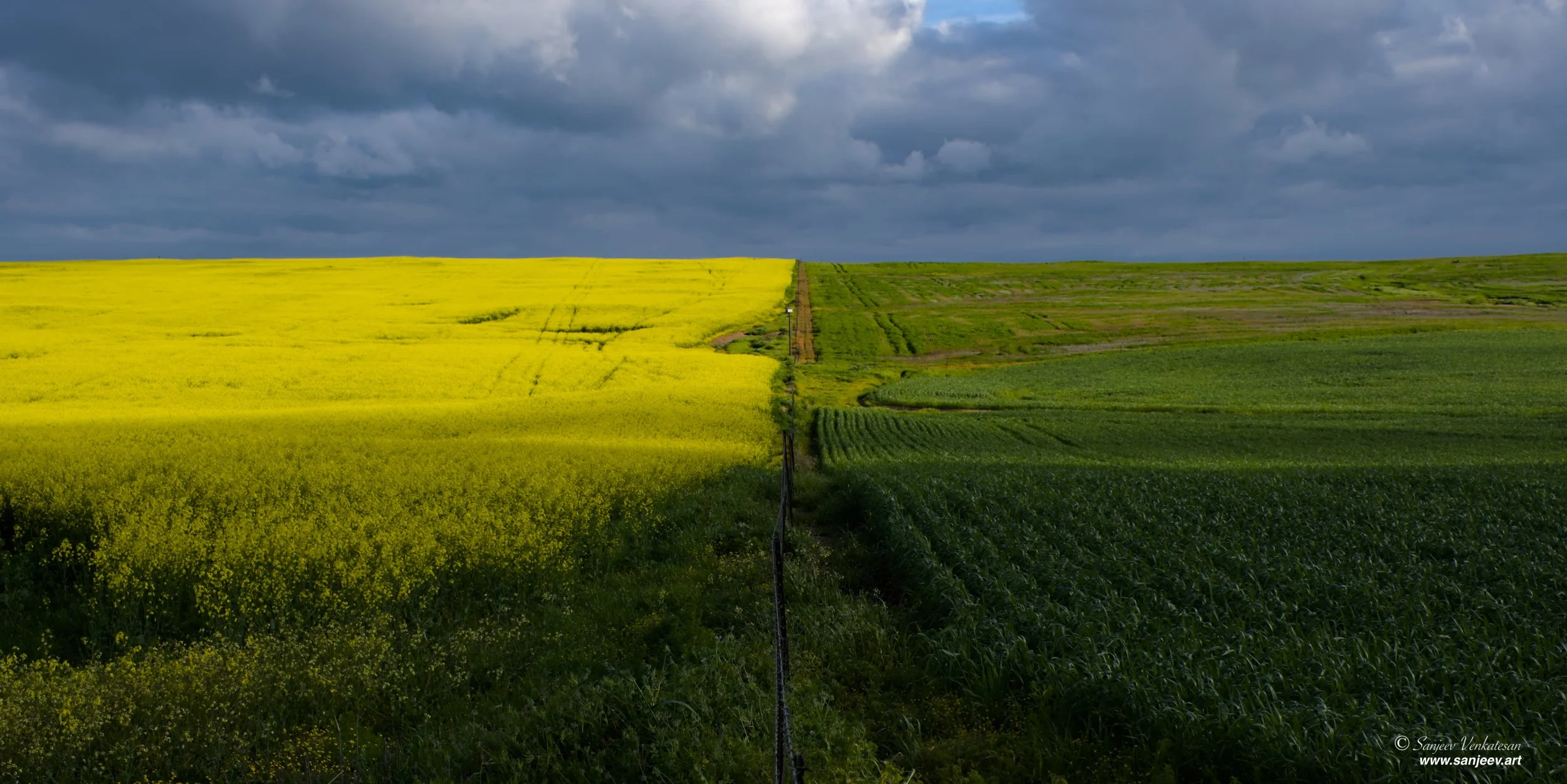 Dual Field HORIZON.jpg