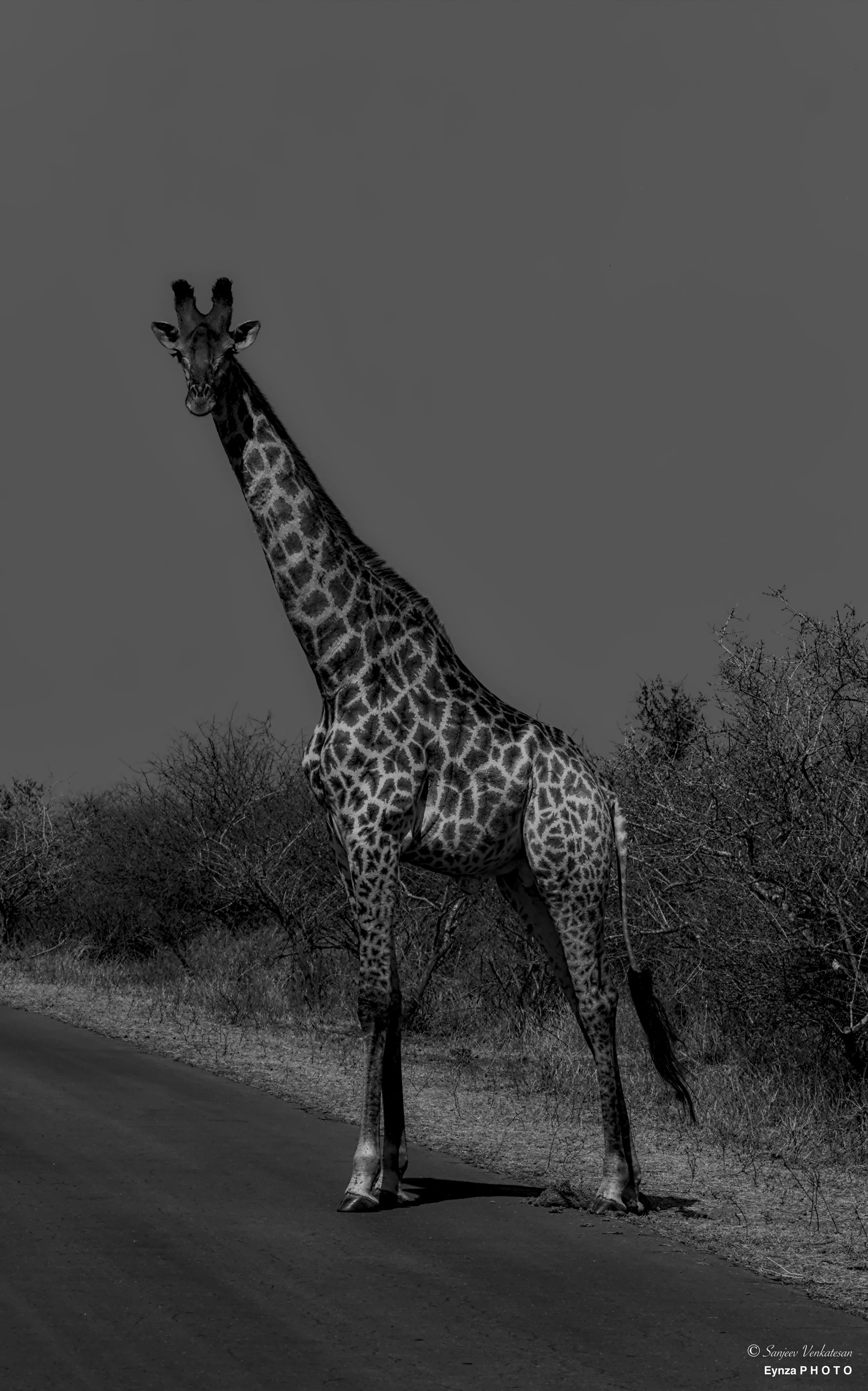 BnW Giraff Facing 1.jpg