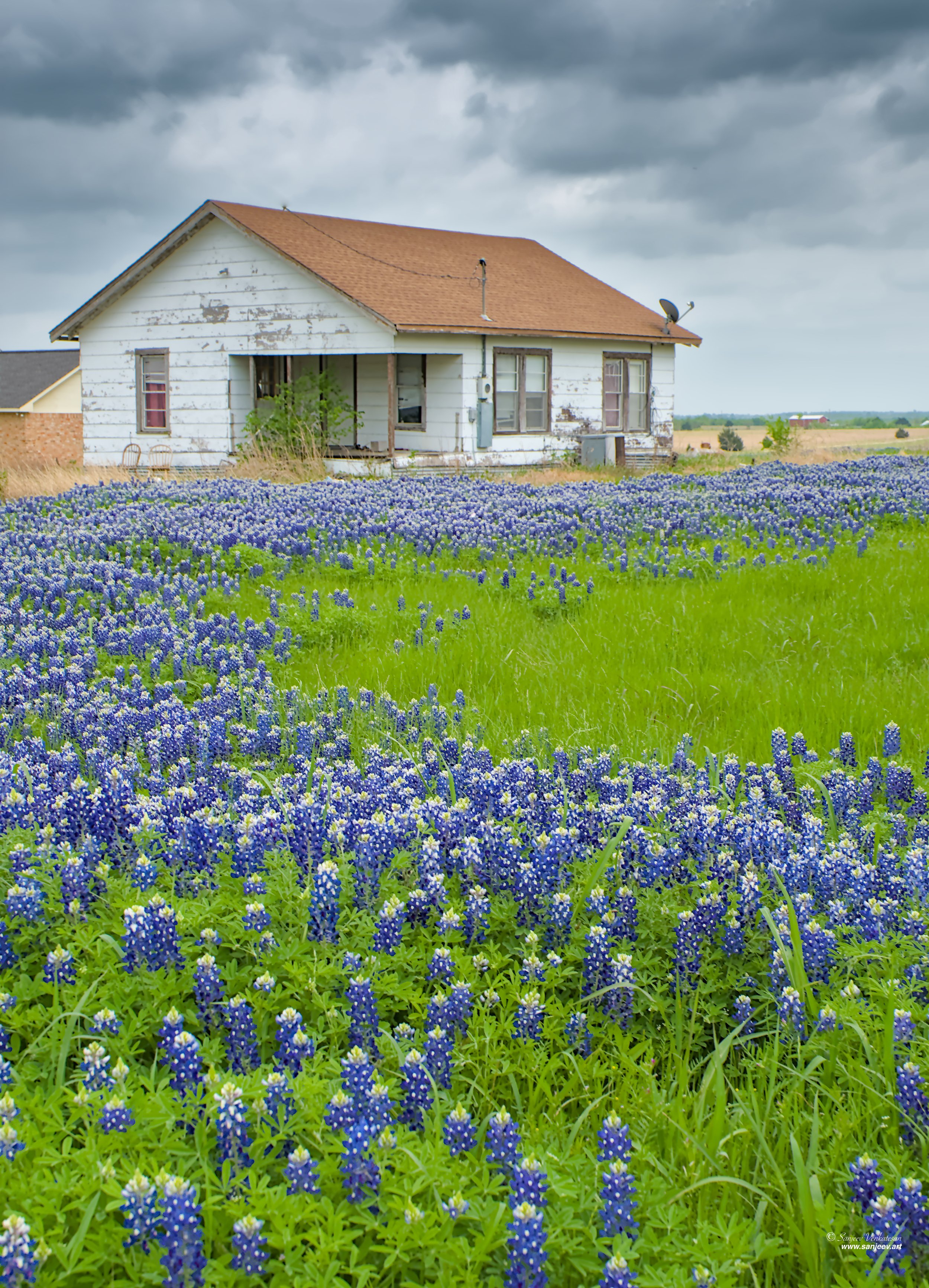 Blue FIeld House HORIZON.jpg