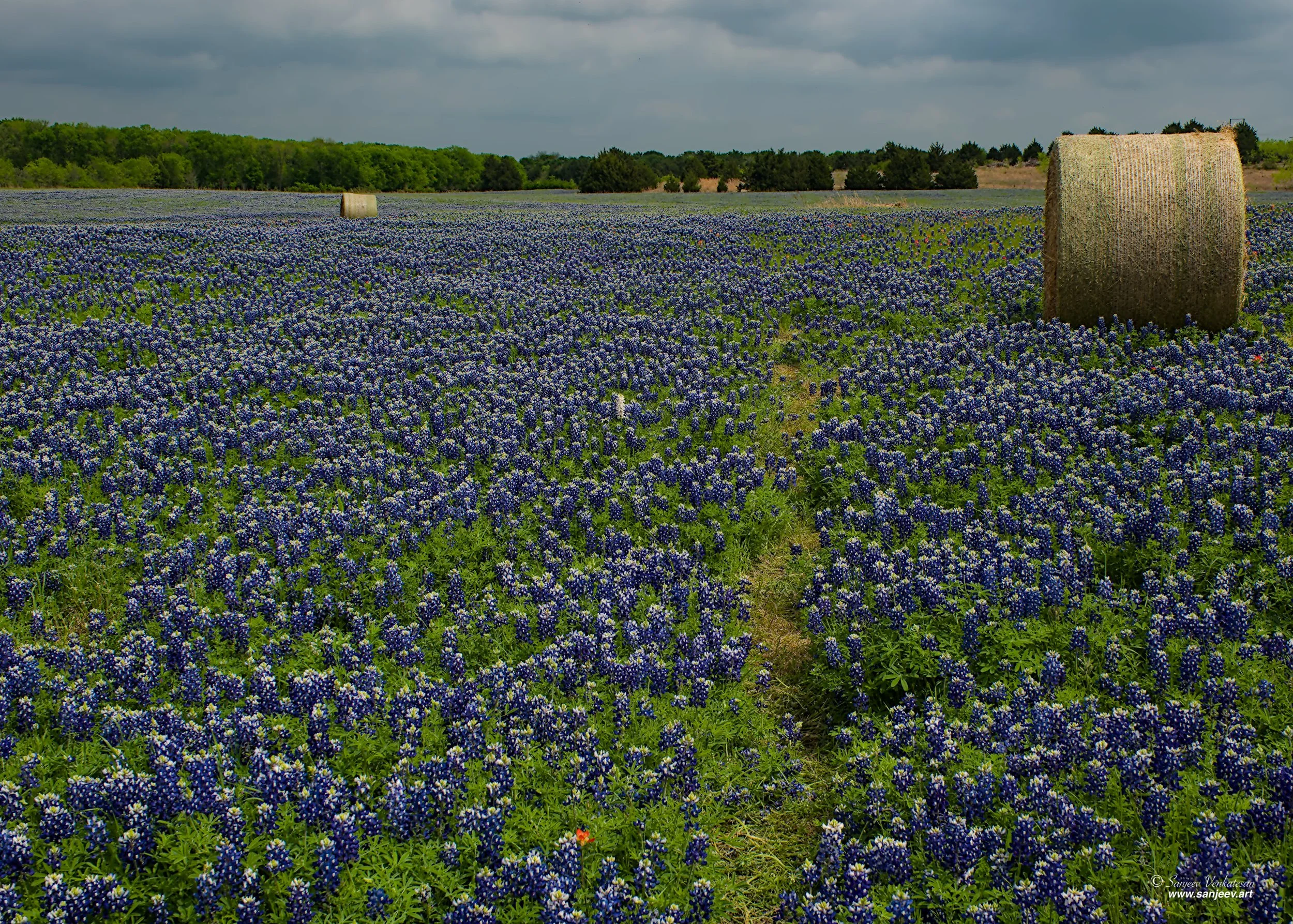 Blue FIeld Hay Ball Right HORIZON.jpg