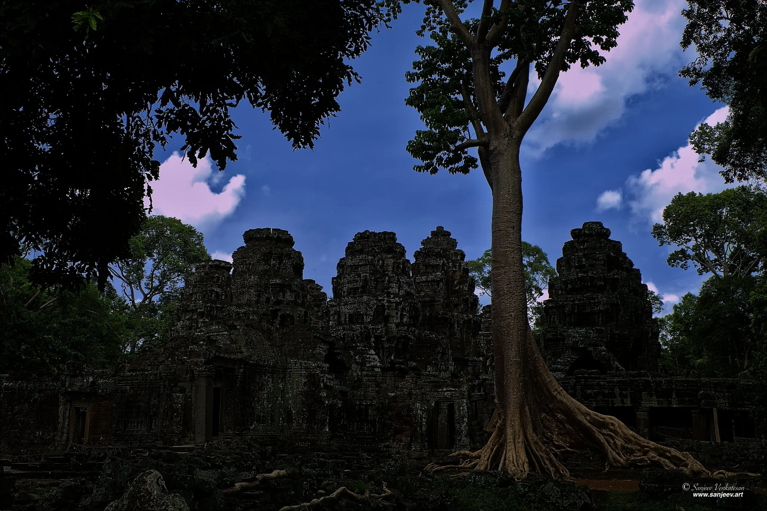 Angkor Front Tree.jpg