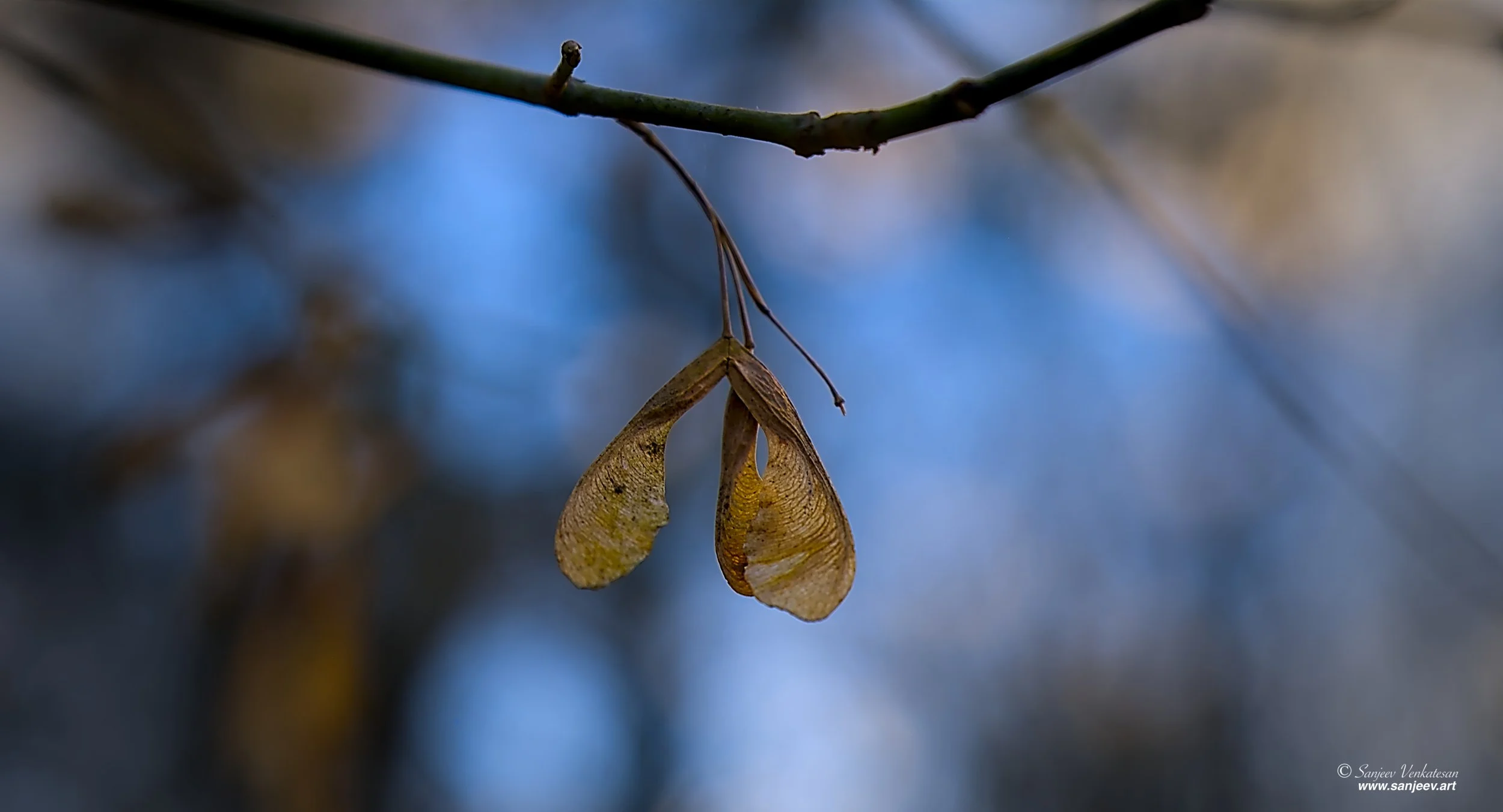 Twin Fall LEaves.jpg