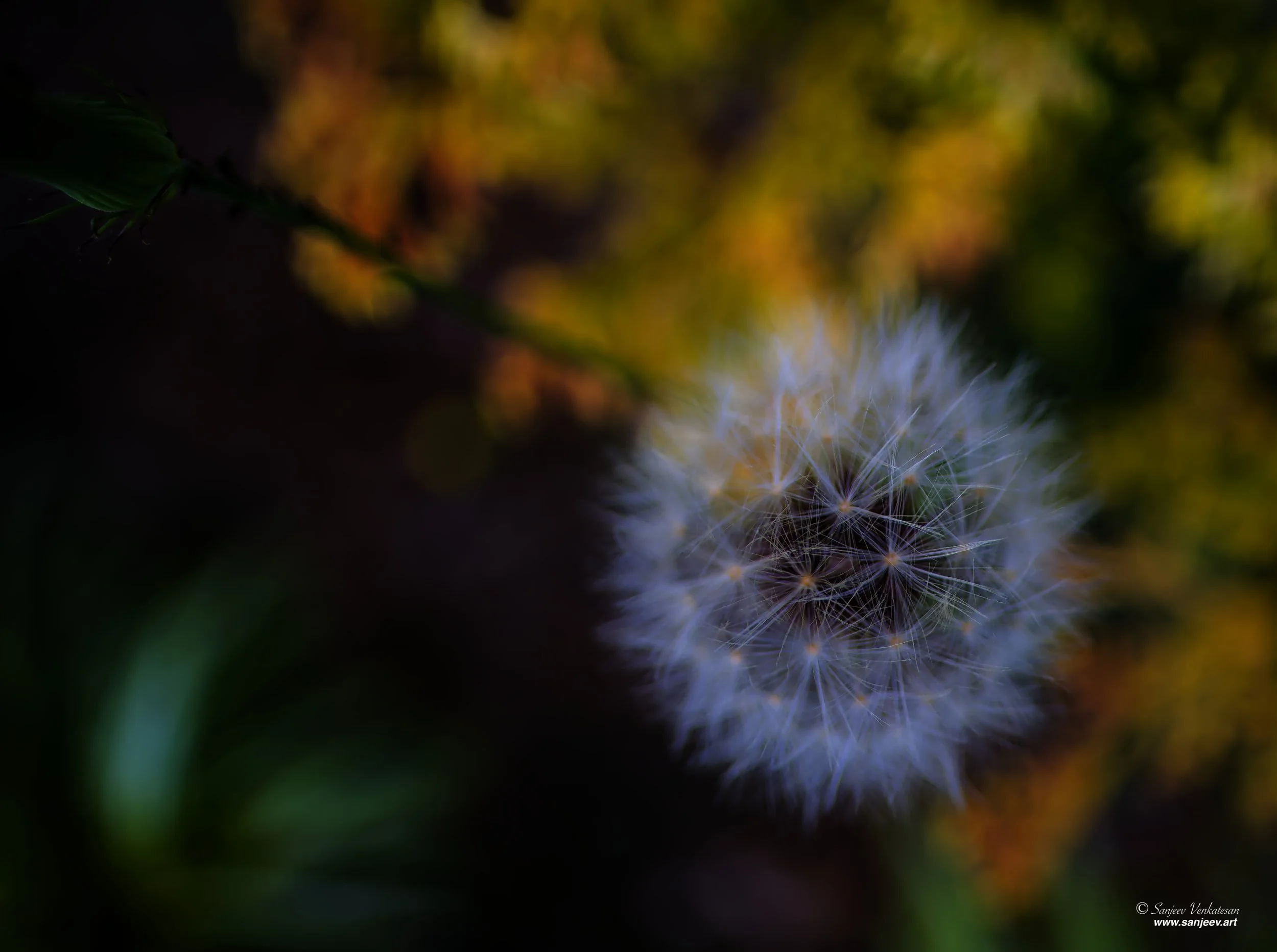 White Dander side HORIZON.jpg