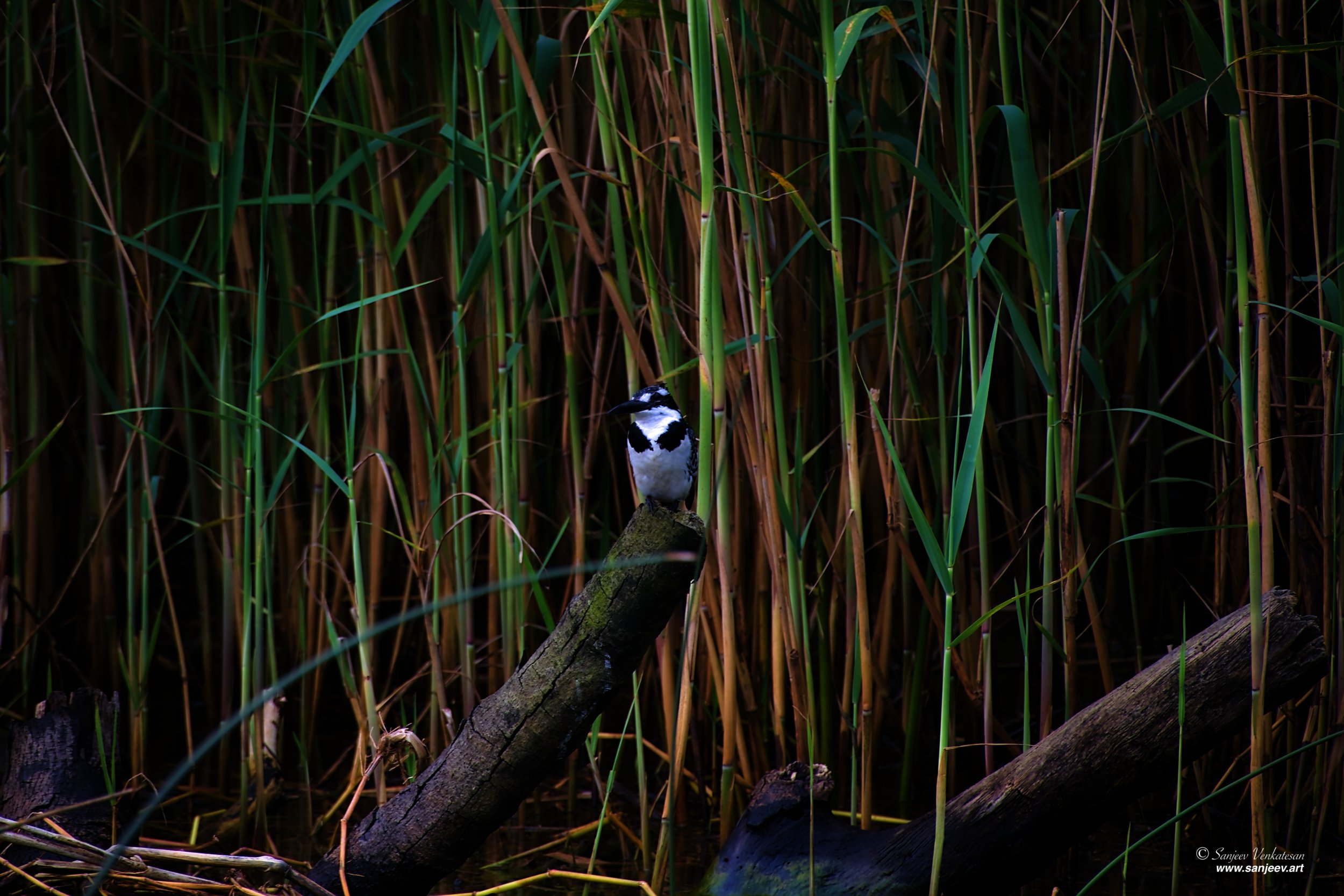 Pub King on Log SA.jpg