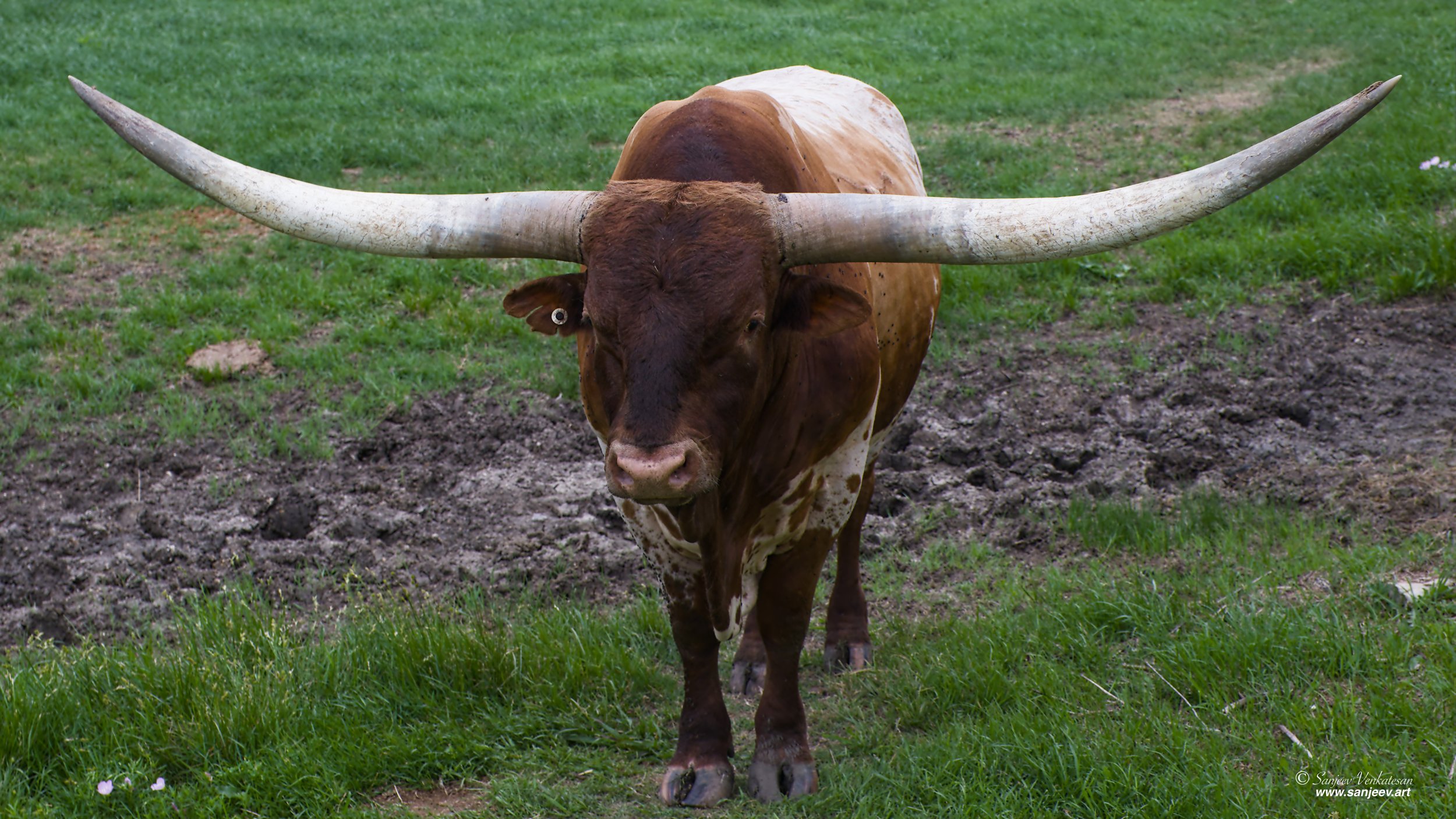 Brown Bull.jpg