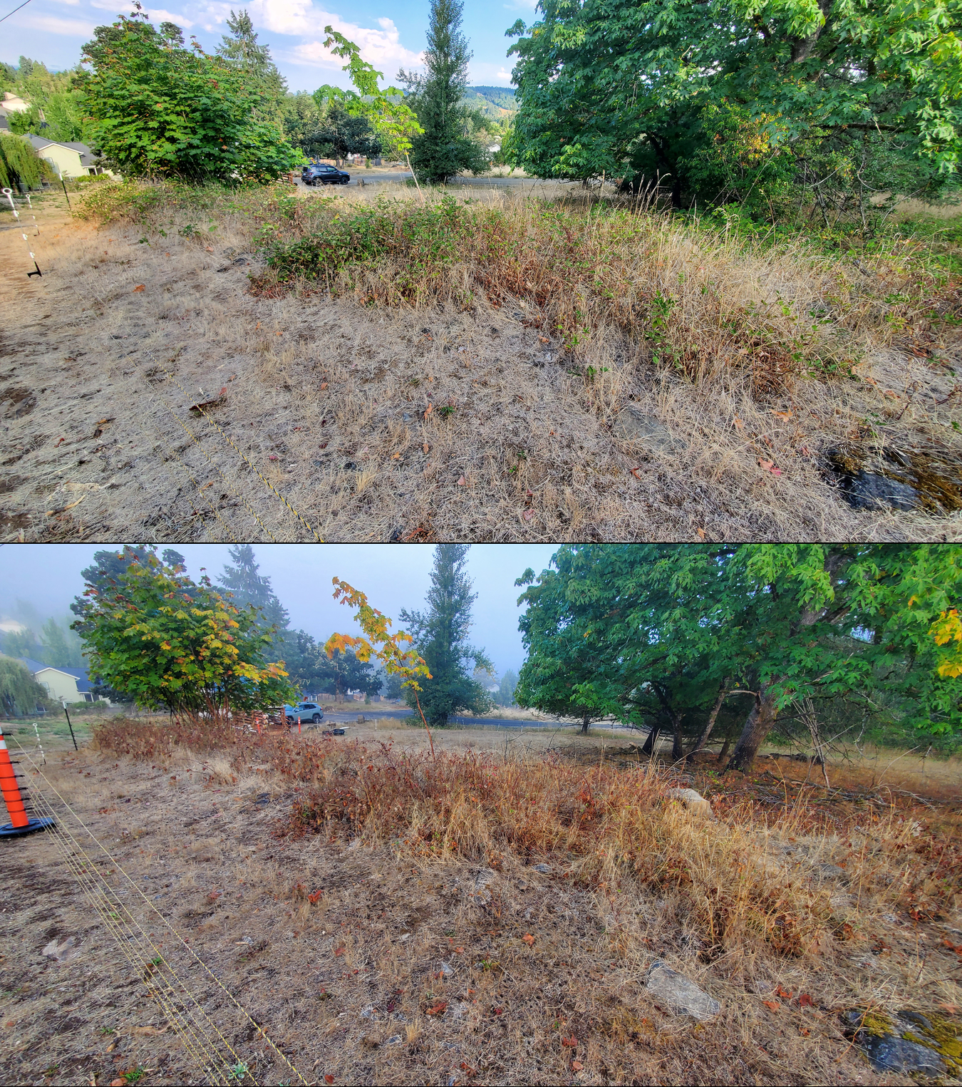 Goat grazing before and after in Springfield, Oregon, 09/08/25, photo 3
