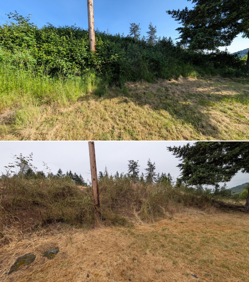 Goat grazing before and after in Springfield, Oregon, 05/18/26, photo 9
