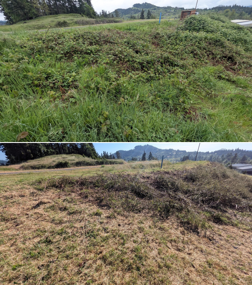Goat grazing before and after in Springfield, Oregon, 04/23/26, photo 15