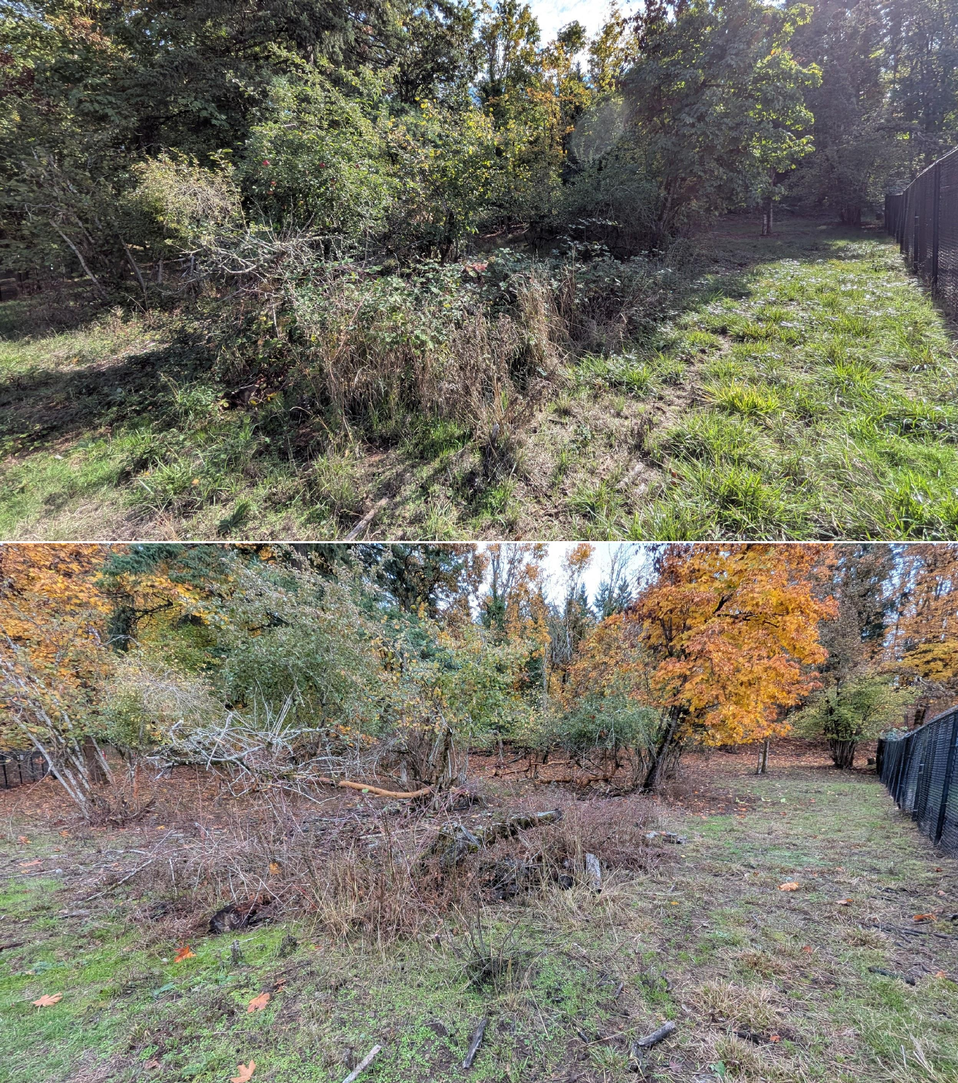 Before and after goat grazing in Lane County, Oregon, 10/16/25, photo 26