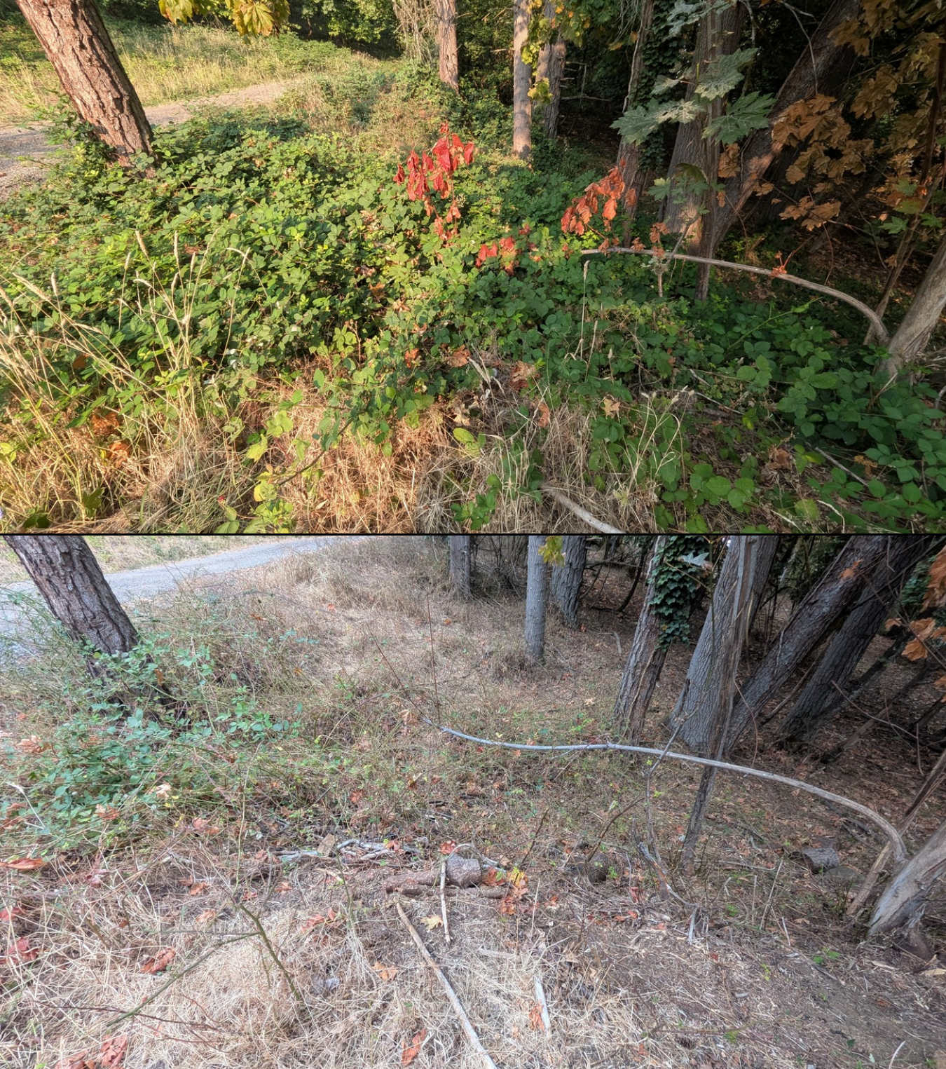 Goat grazing before and after in Springfield, Oregon, 08/05/26, photo 1