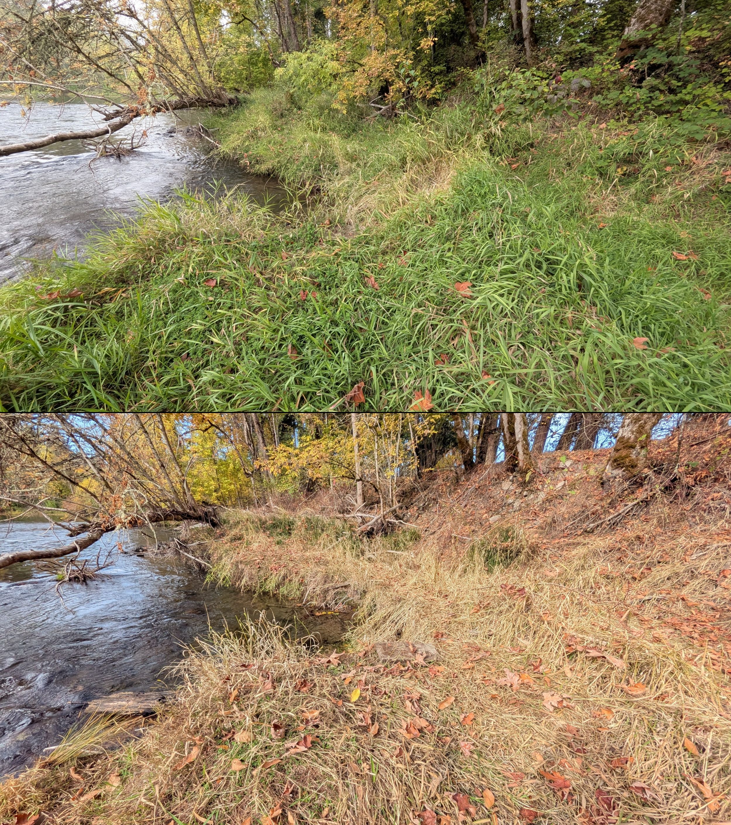 Goat grazing before and after in Springfield, Oregon, 08/27/26, photo 95
