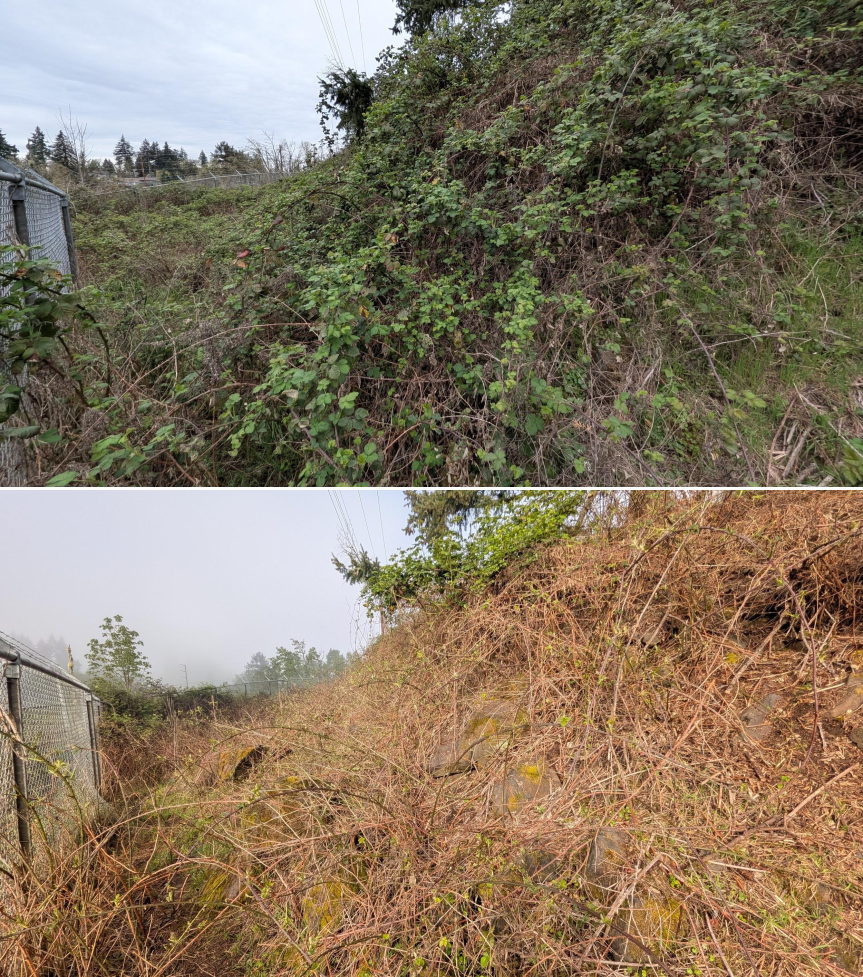 Before and after goat grazing in Lane County, Oregon, 03/30/26, photo 10