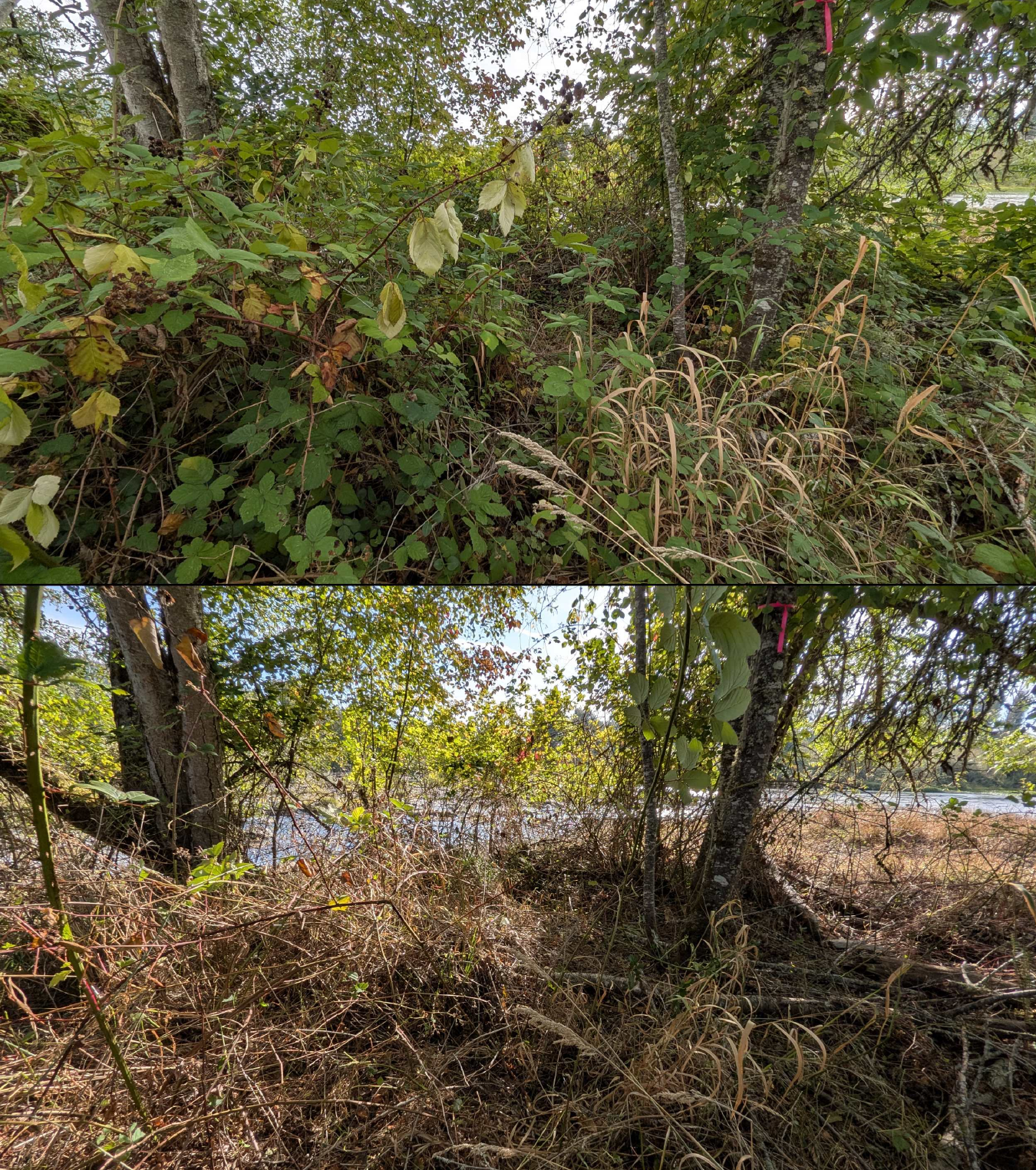 Goat grazing before and after in Springfield, Oregon, 08/27/26, photo 49