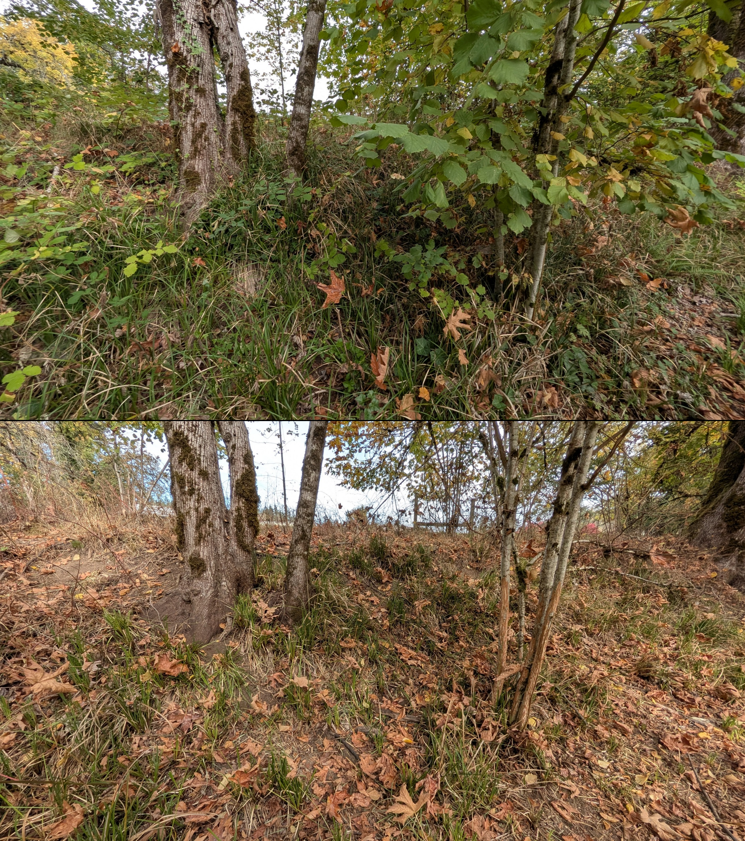 Goat grazing before and after in Springfield, Oregon, 08/27/26, photo 105