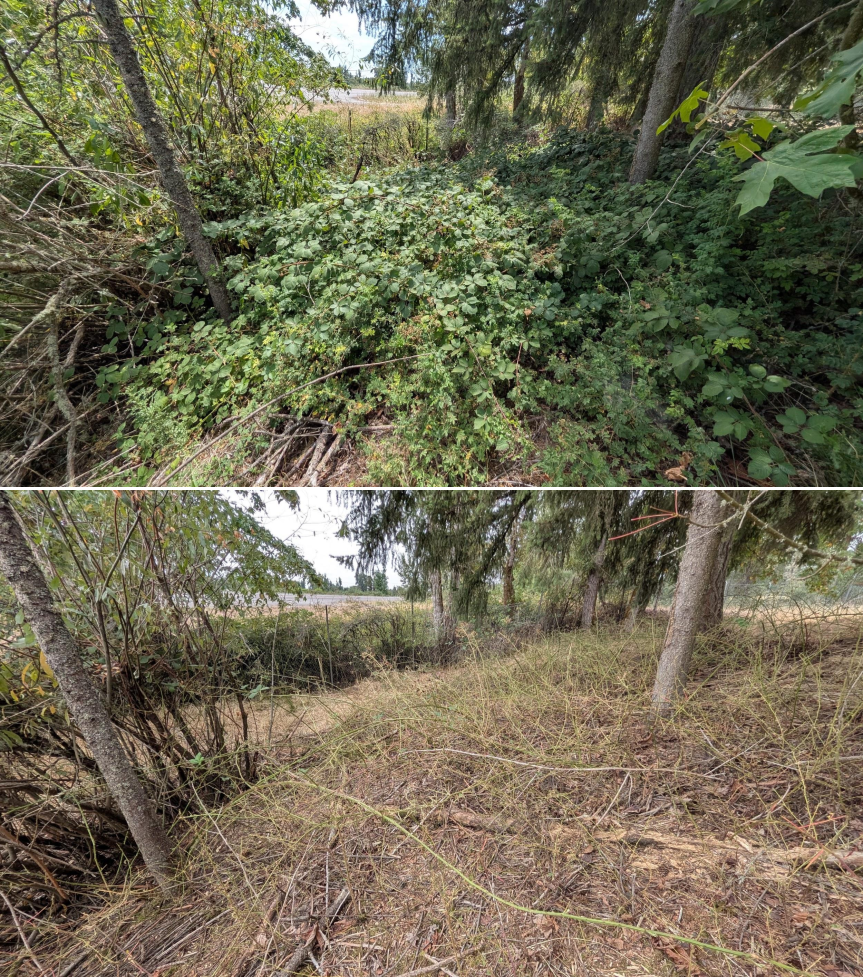 Goat grazing before and after in Springfield, Oregon, 07/21/26, photo 3
