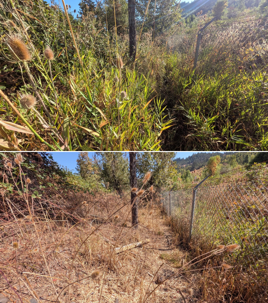 Before and after goat grazing in Lane County, Oregon, 08/11/26, photo 4