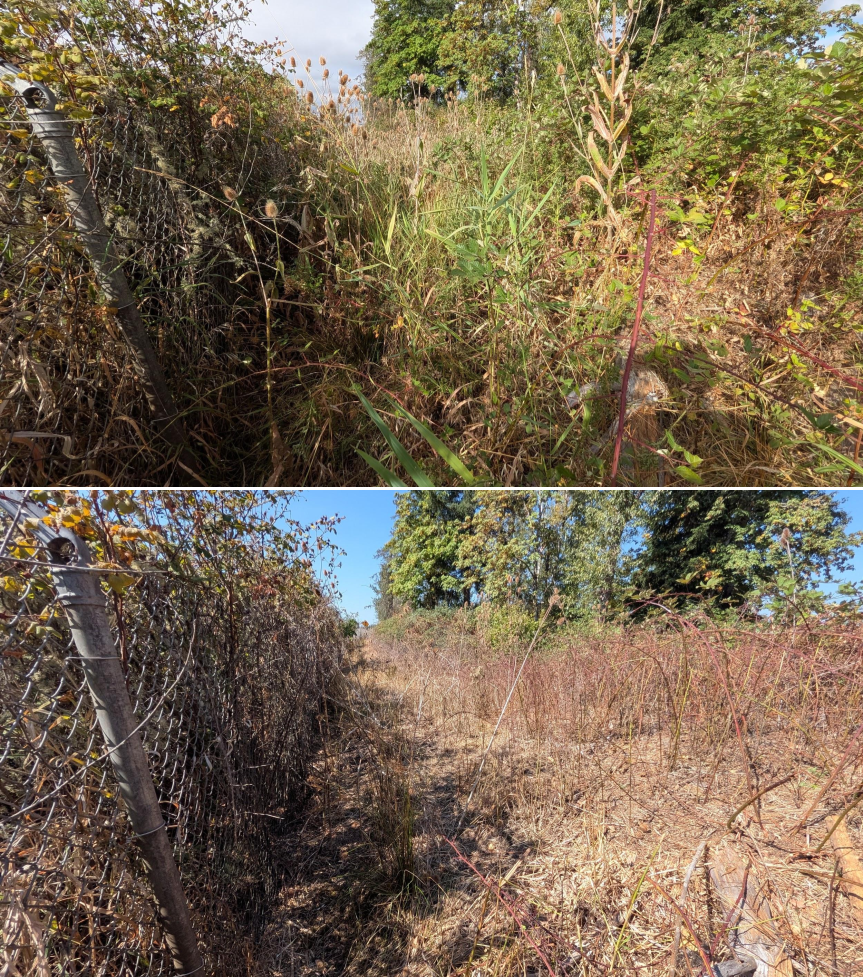 Goat grazing before and after in Springfield, Oregon, 08/11/26, photo 5