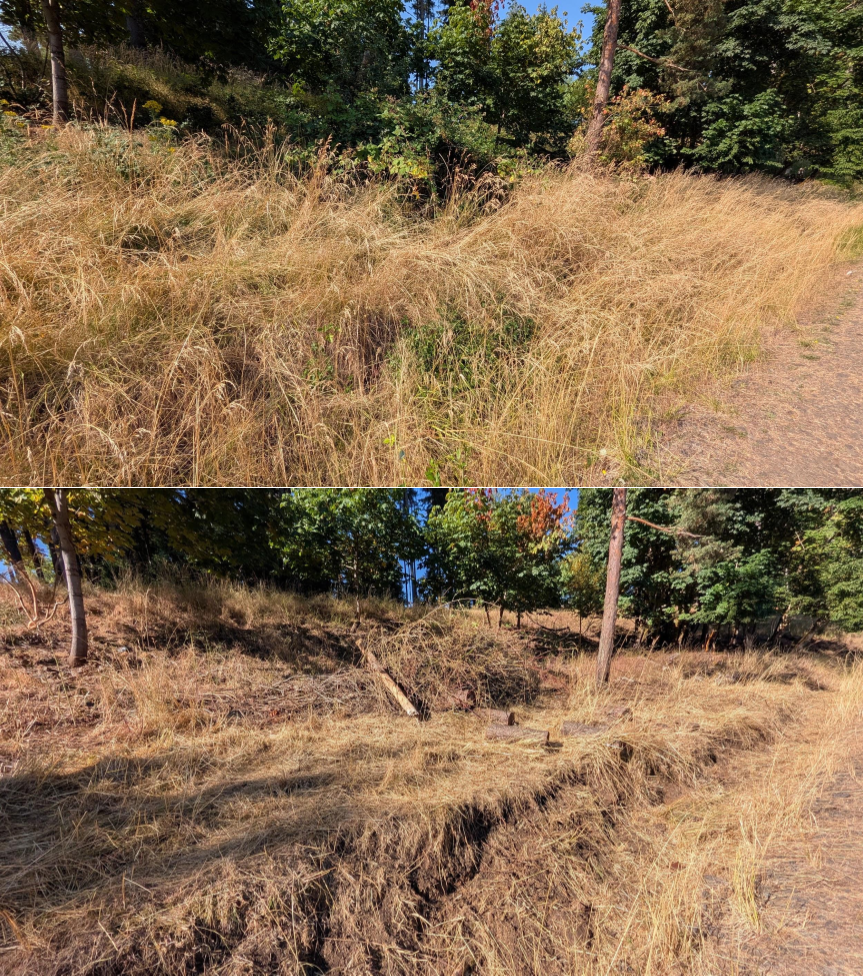 Goat grazing before and after in Springfield, Oregon, 07/14/26, photo 5