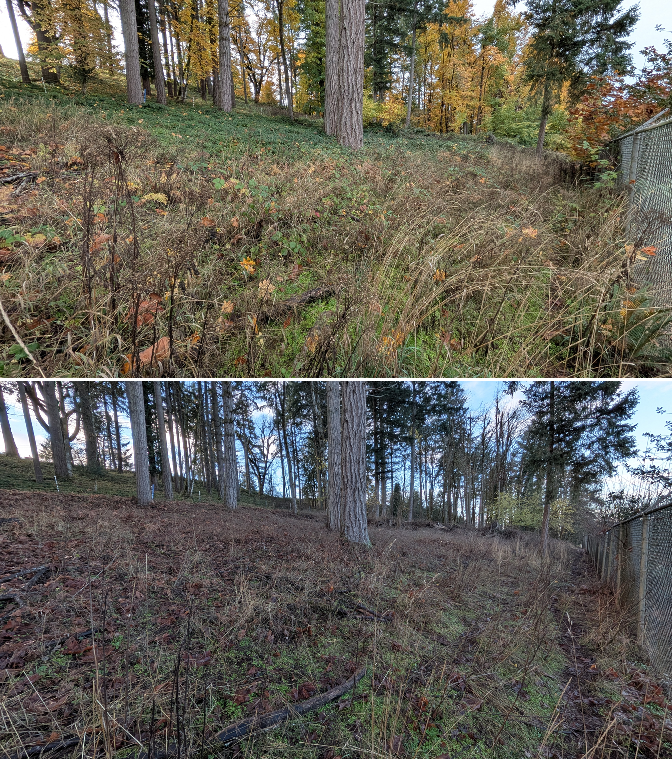 Goat grazing before and after in Springfield, Oregon, 11/01/25, photo 7