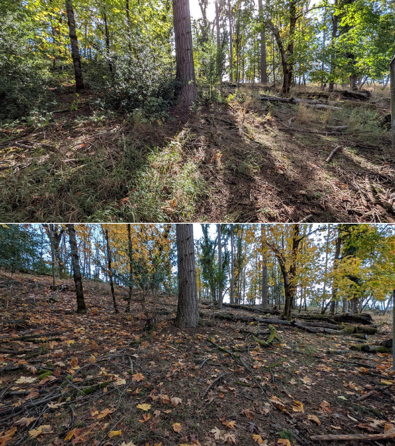 Goat grazing before and after in Springfield, Oregon, 10/16/25, photo 15
