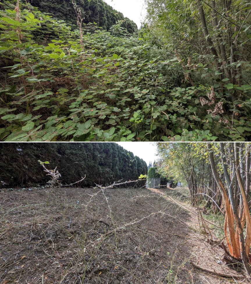 Goat grazing before and after in Springfield, Oregon, 07/25/26, photo 11