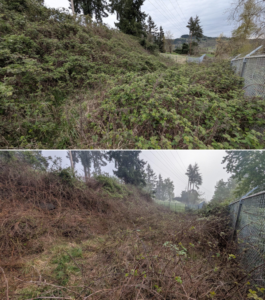 Before and after goat grazing in Lane County, Oregon, 03/30/26, photo 14