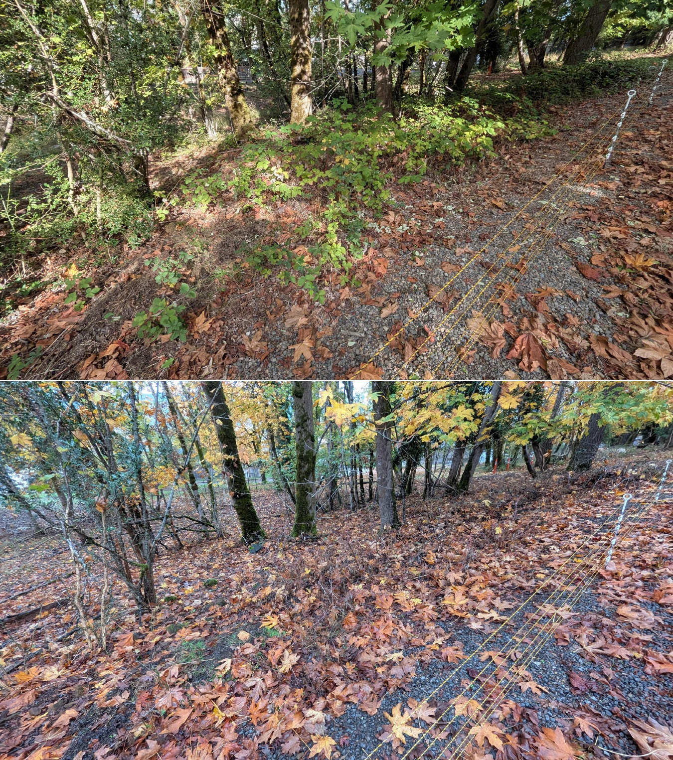 Goat grazing before and after in Springfield, Oregon, 10/16/25, photo 11