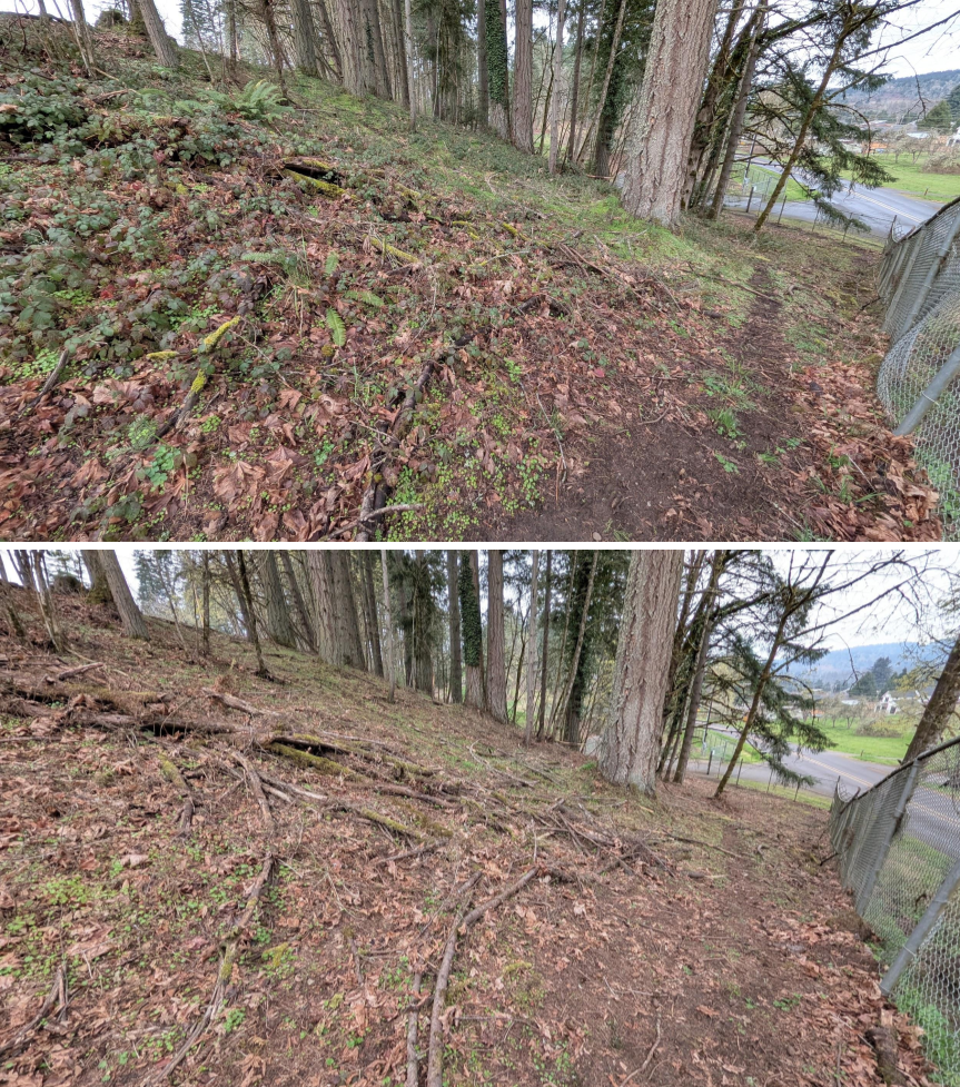 Before and after goat grazing in Lane County, Oregon, 03/10/26, photo 14