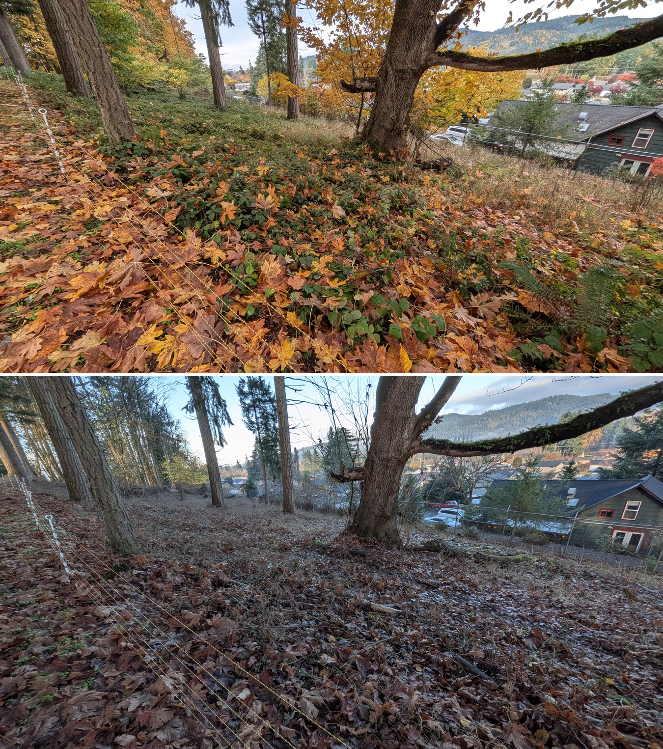 Goat grazing before and after in Springfield, Oregon, 11/01/25, photo 29