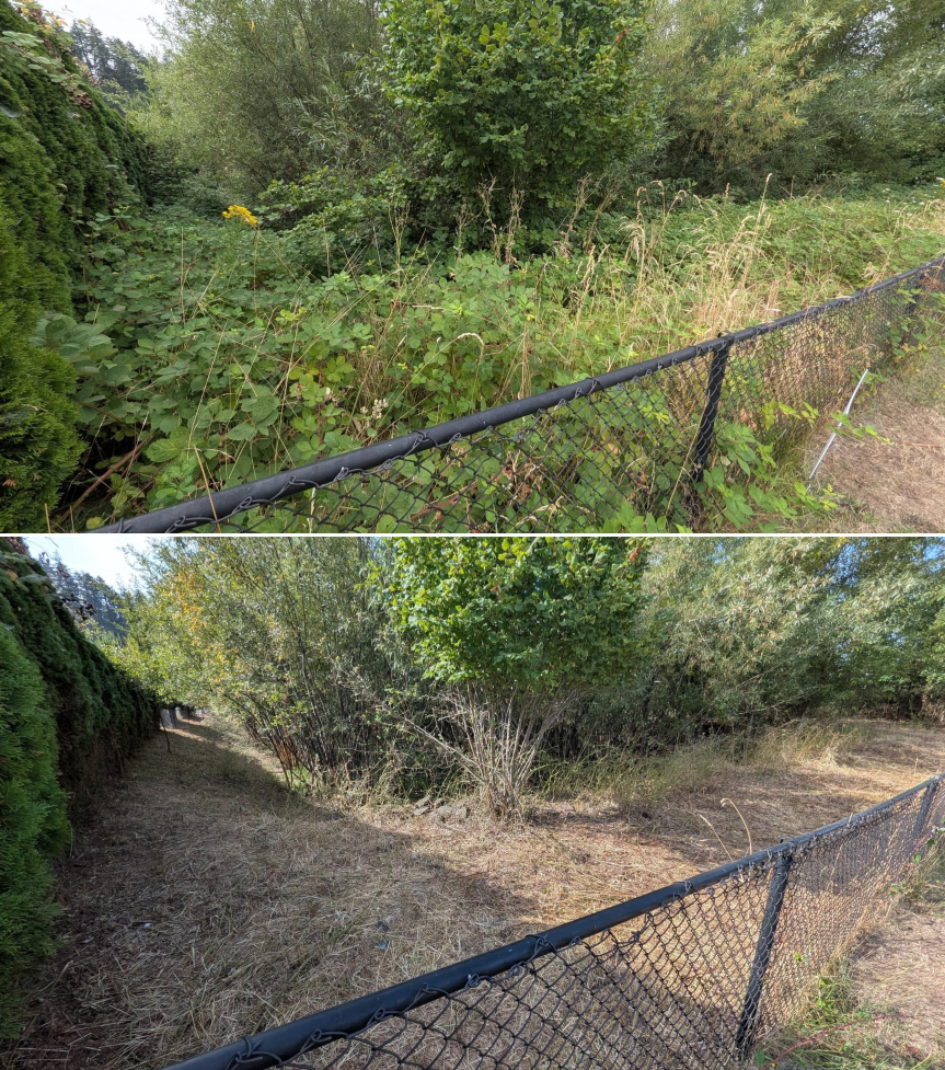 Goat grazing before and after in Springfield, Oregon, 07/25/26, photo 13