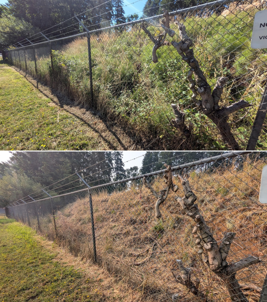 Before and after goat grazing in Lane County, Oregon, 07/27/26, photo 8