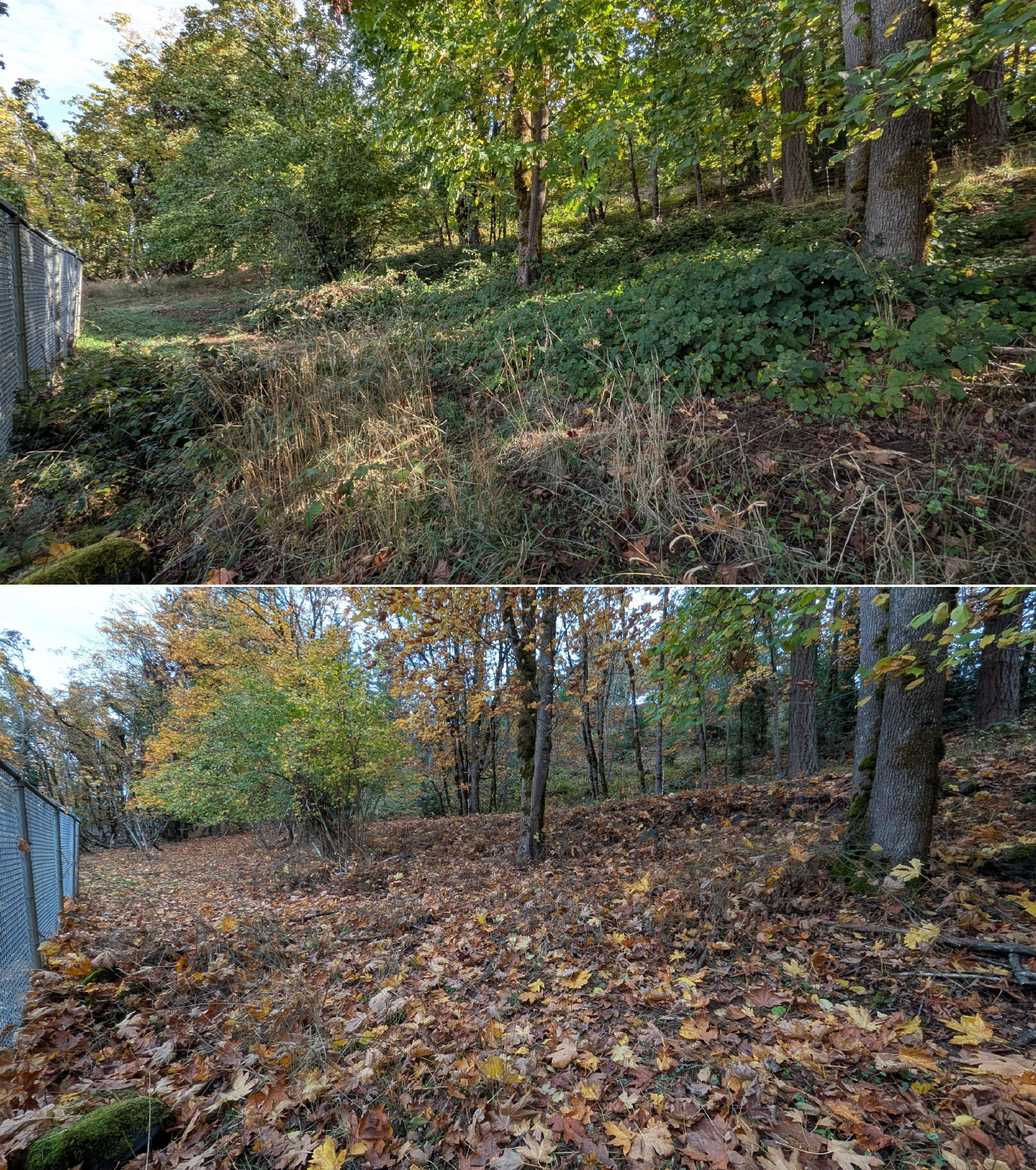 Goat grazing before and after in Springfield, Oregon, 10/16/25, photo 19