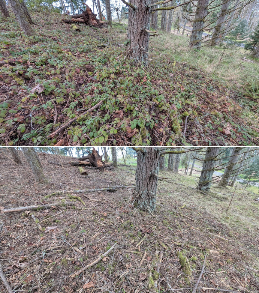 Before and after goat grazing in Lane County, Oregon, 03/10/26, photo 4