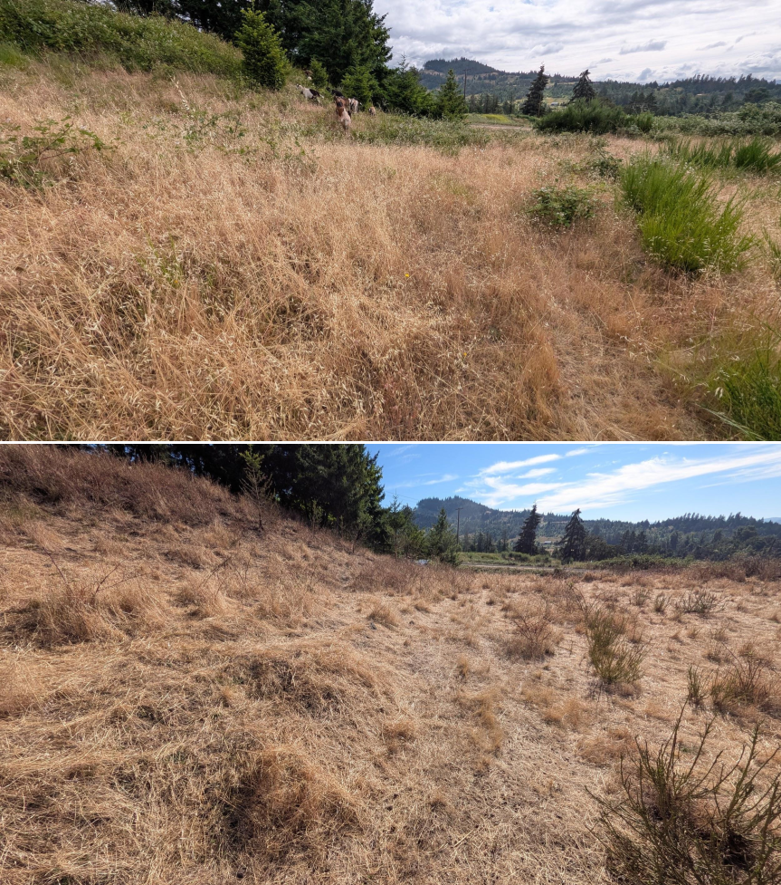 Goat grazing before and after in Springfield, Oregon, 06/05/26, photo 17