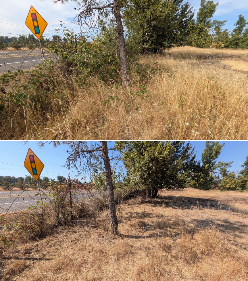Before and after goat grazing in Lane County, Oregon, 08/11/26, photo 10