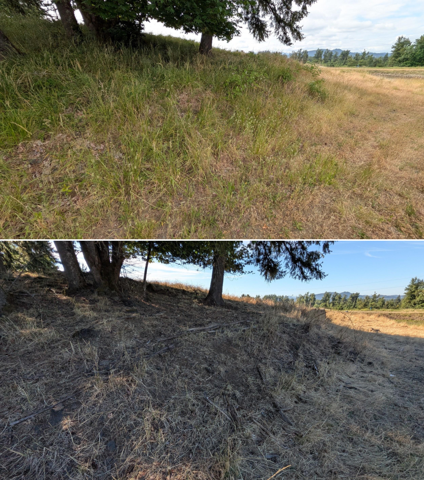 Goat grazing before and after in Springfield, Oregon, 06/05/26, photo 9