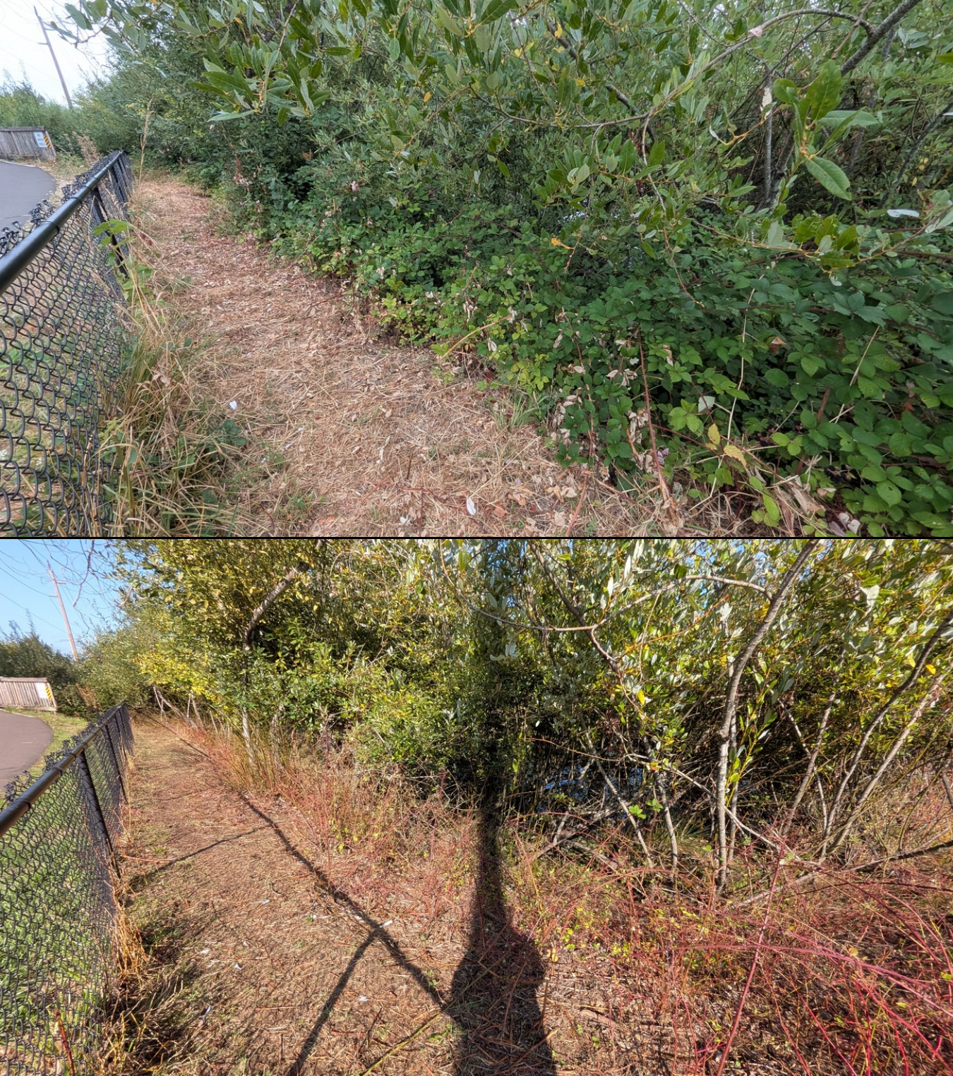 Before and after goat grazing in Lane County, Oregon, 08/16/26, photo 4