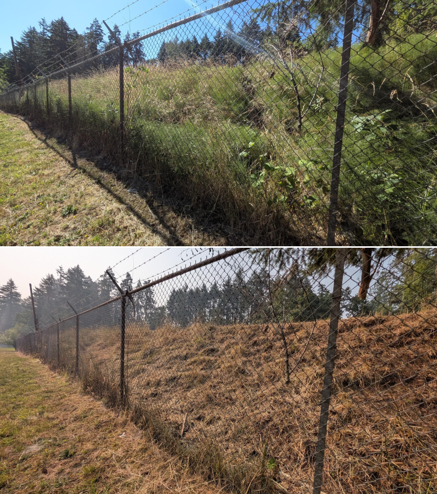 Goat grazing before and after in Springfield, Oregon, 07/27/26, photo 5