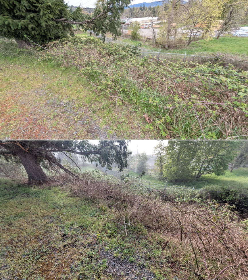 Before and after goat grazing in Lane County, Oregon, 03/30/26, photo 4