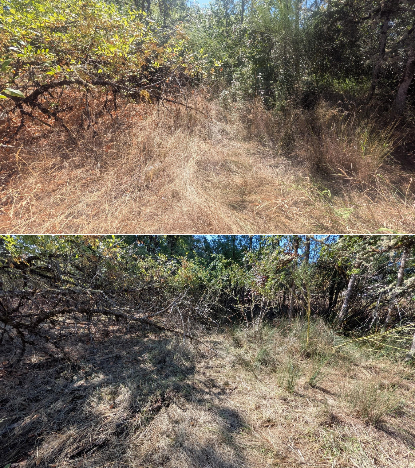 Before and after goat grazing in Lane County, Oregon, 08/27/26, photo 4