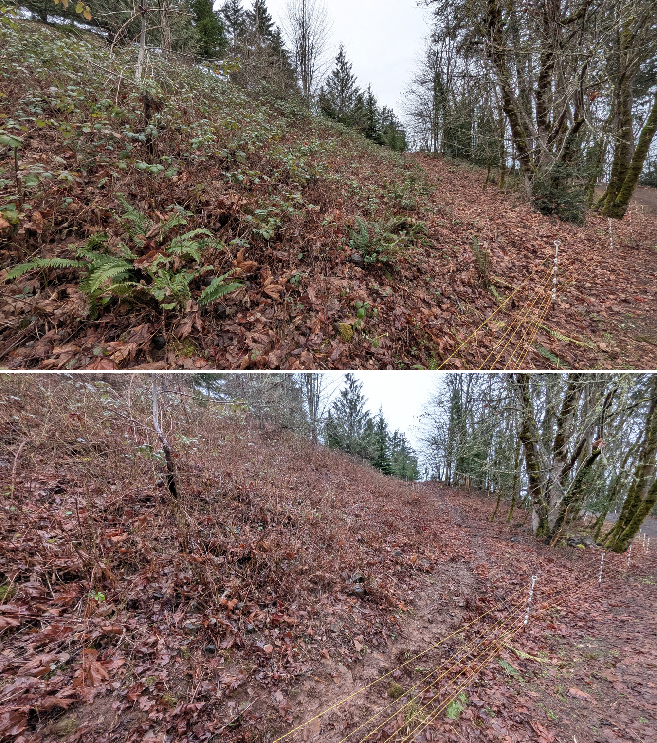 Goat grazing before and after in Springfield, Oregon, 01/29/26, photo 3