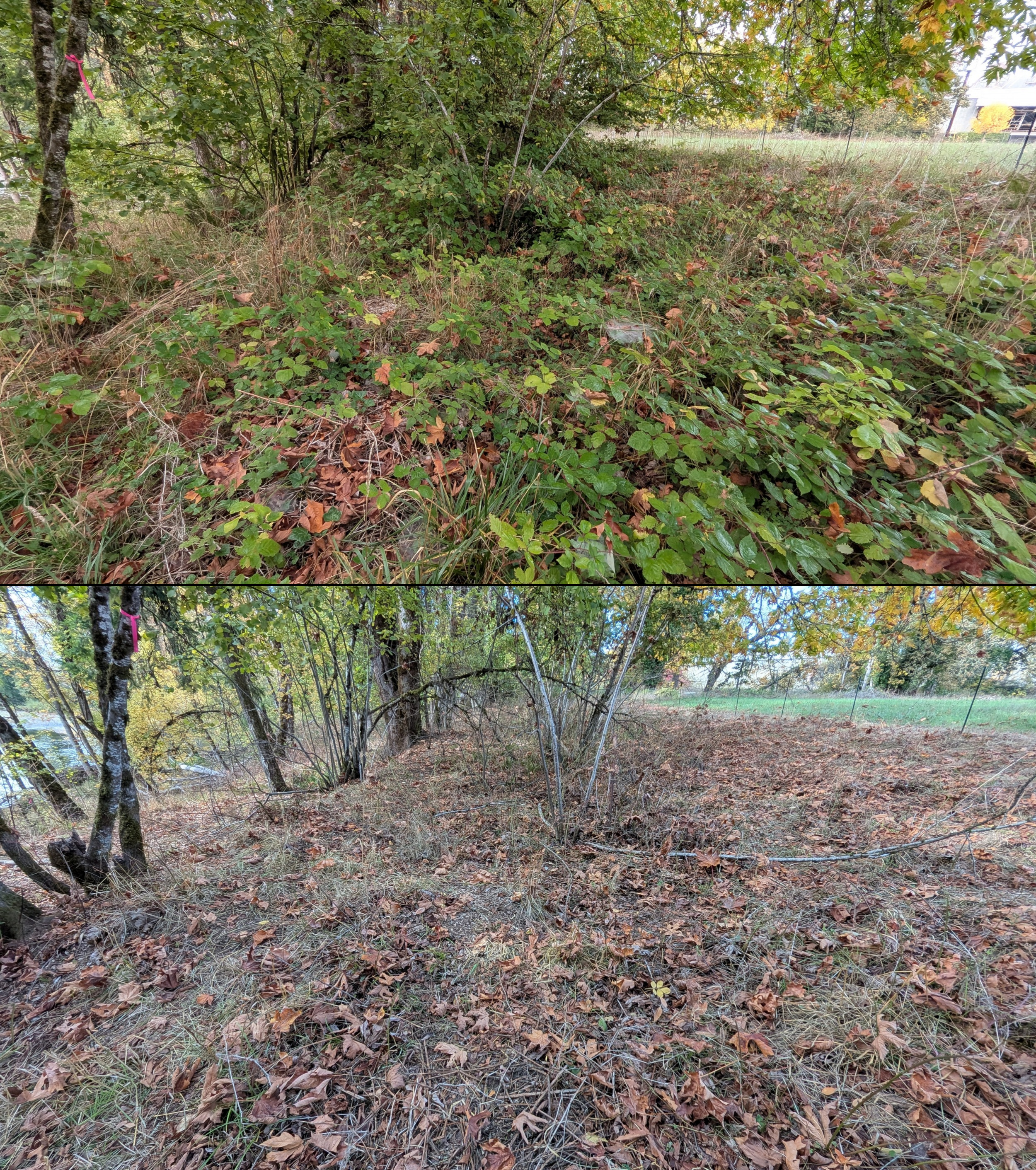 Goat grazing before and after in Springfield, Oregon, 08/27/26, photo 99
