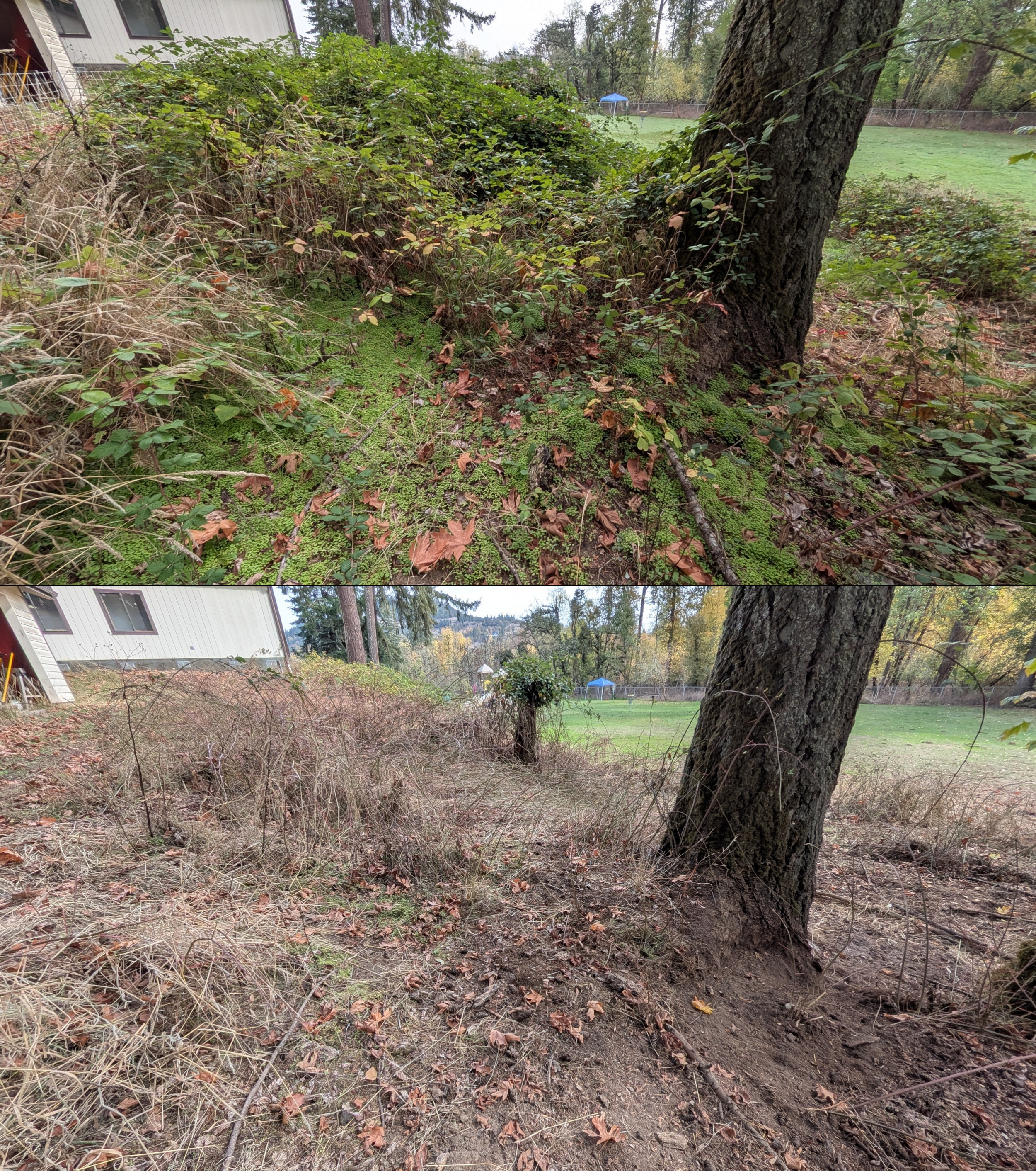 Goat grazing before and after in Springfield, Oregon, 08/27/26, photo 81