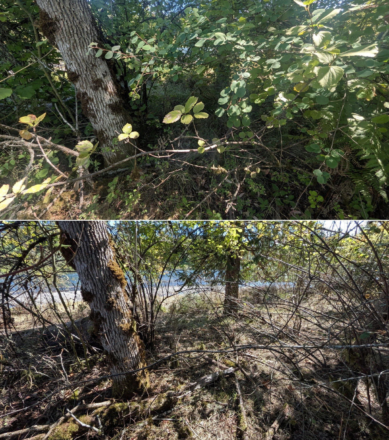 Before and after goat grazing in Lane County, Oregon, 08/27/26, photo 20