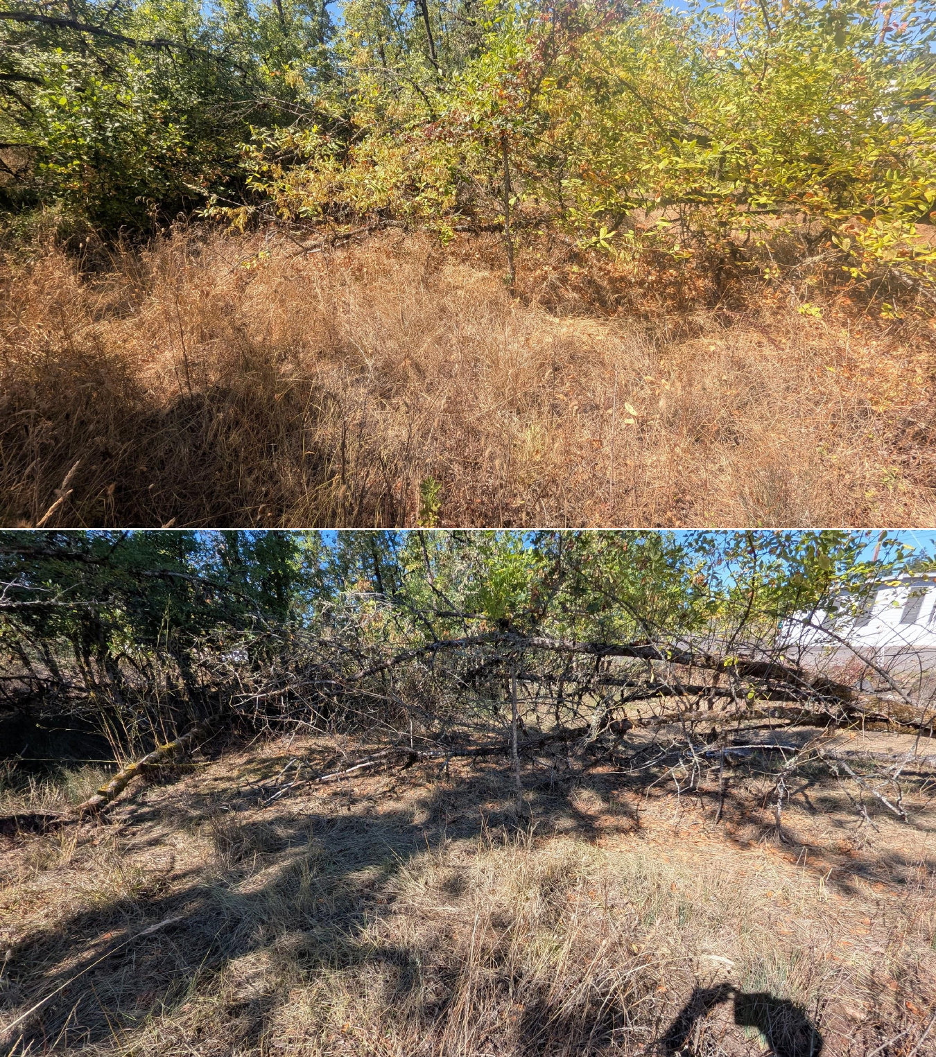 Goat grazing before and after in Springfield, Oregon, 08/27/26, photo 7